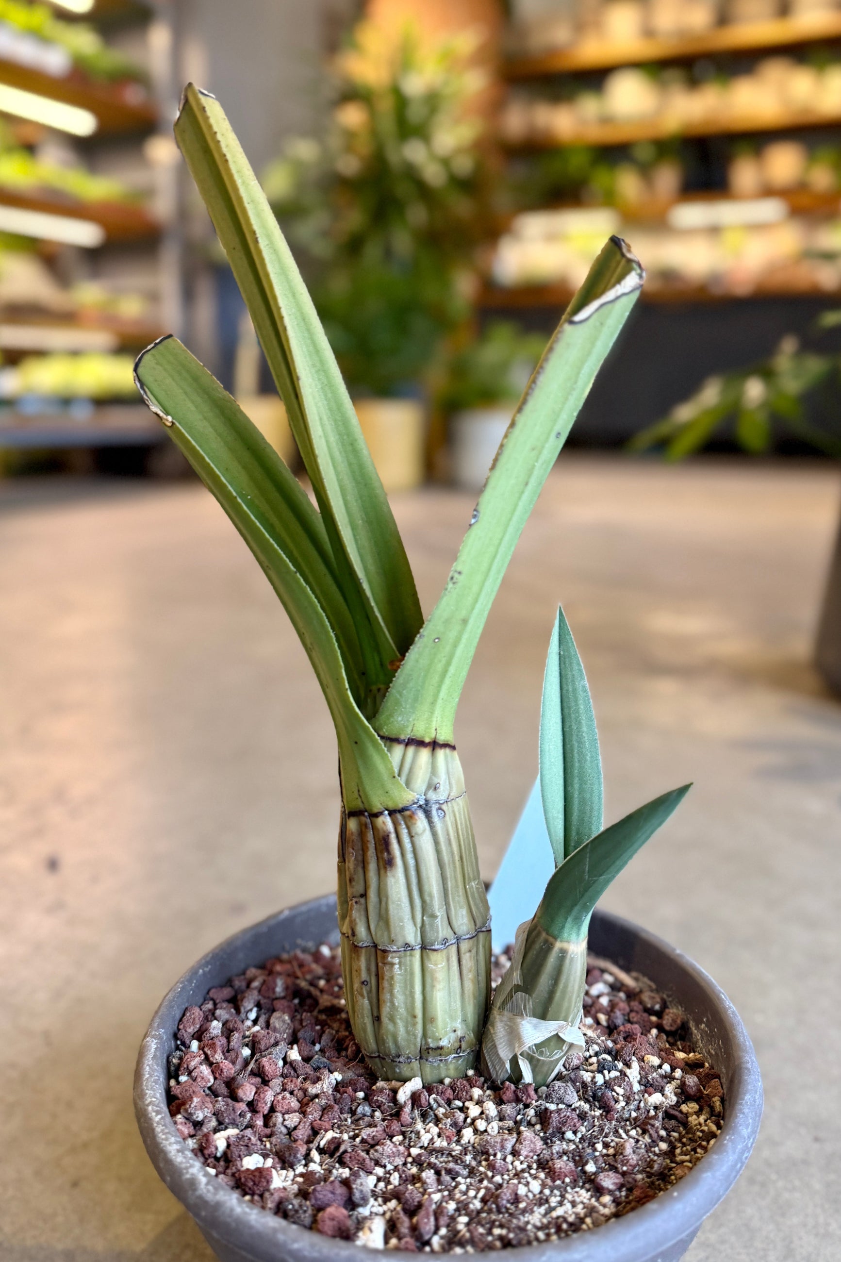 Eulophia petersii "Desert Orchid" in an 8" growers pot sitting on a concrete floor with Sprout Home shelves blurred in the background. ©Sprout Home