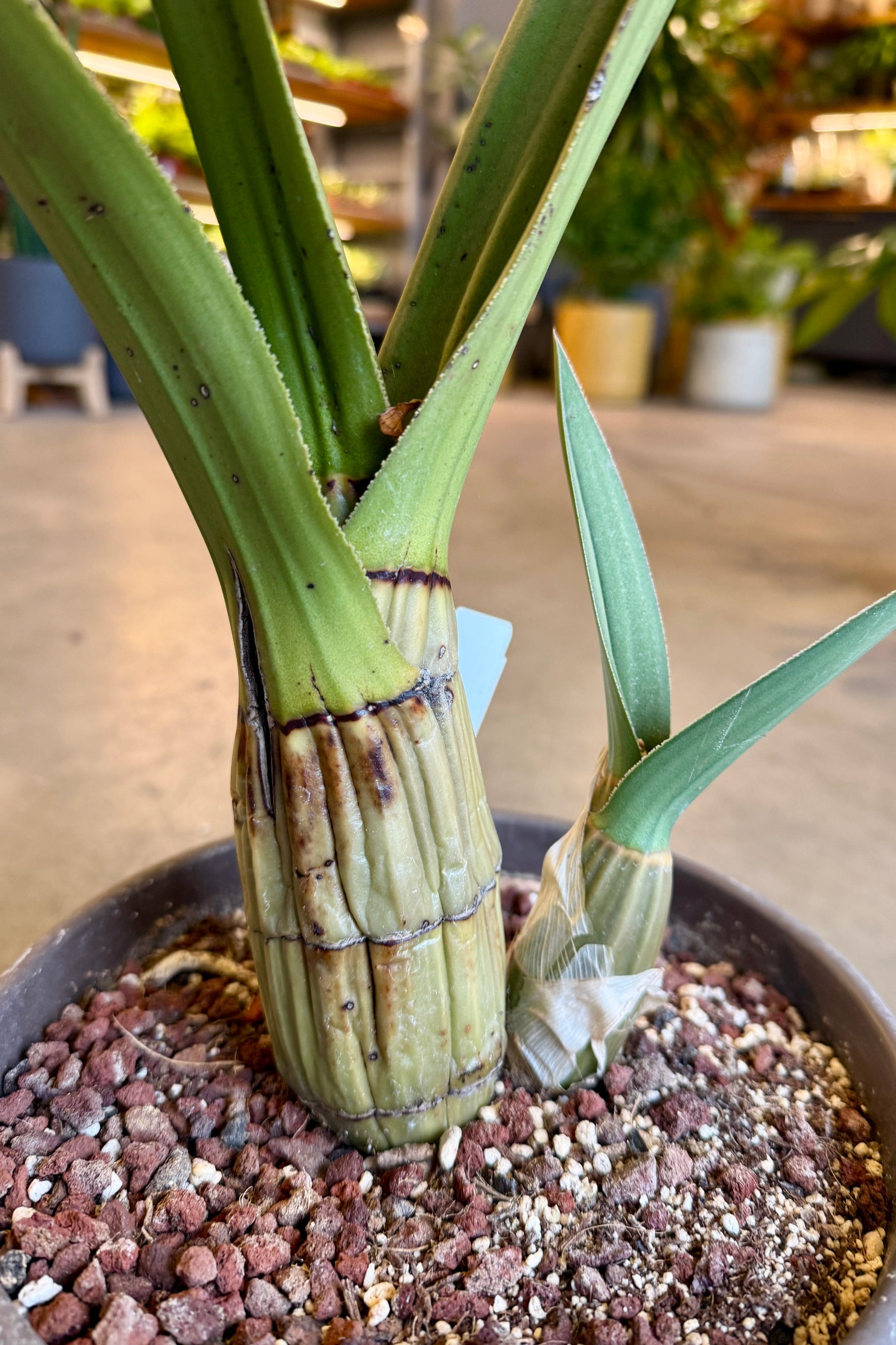 Eulophia petersii "Desert Orchid" bulbous stems planted in soil ©Sprout Home