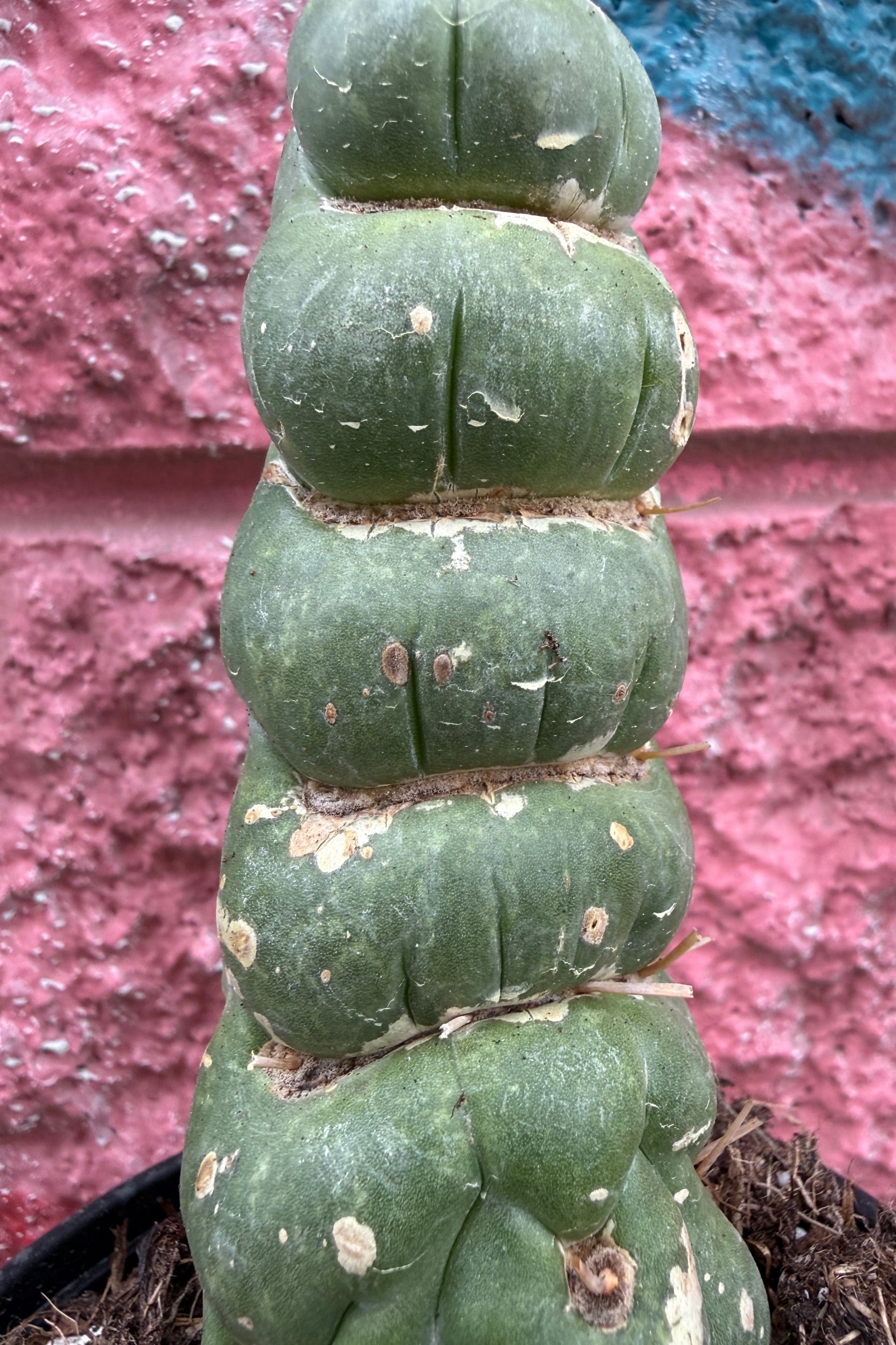 Cylindrical green Eulychnia Castanea Spiralis cactus against a pinkish-purple wall ©Sprout Home