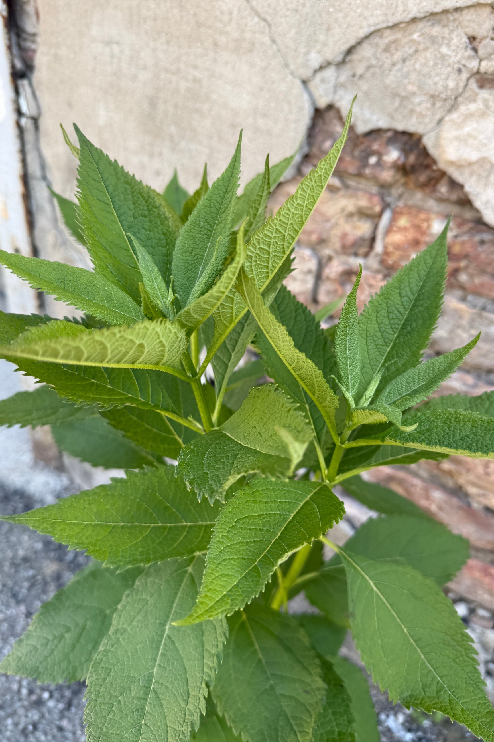 Eupatorium 'Monarch Madness White' the middle of May, before bloom, in front of a textured stone wall ©Sprout Home 