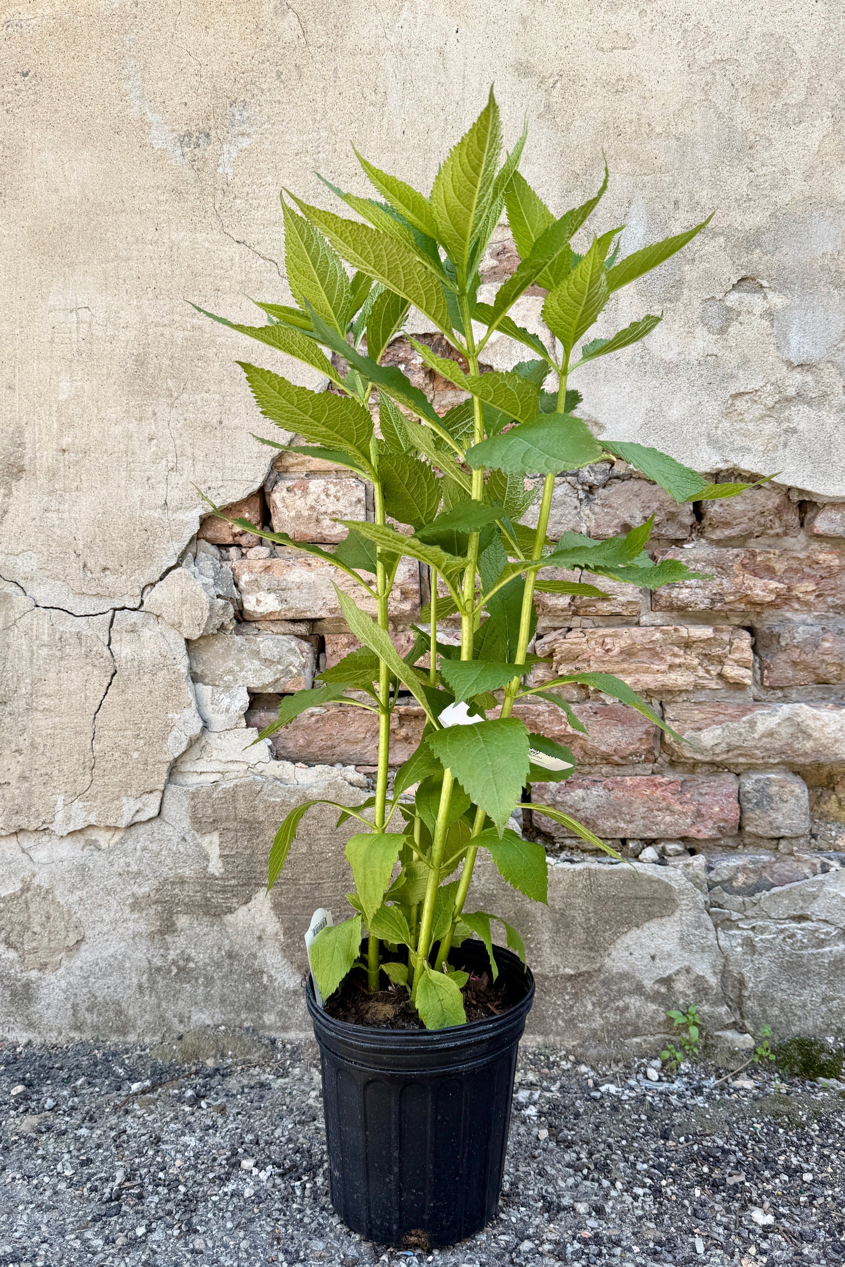Eupatorium 'Monarch Madness White' in a #1 growers pot the middle of May, before bloom, in front of a textured stone wall ©Sprout Home
