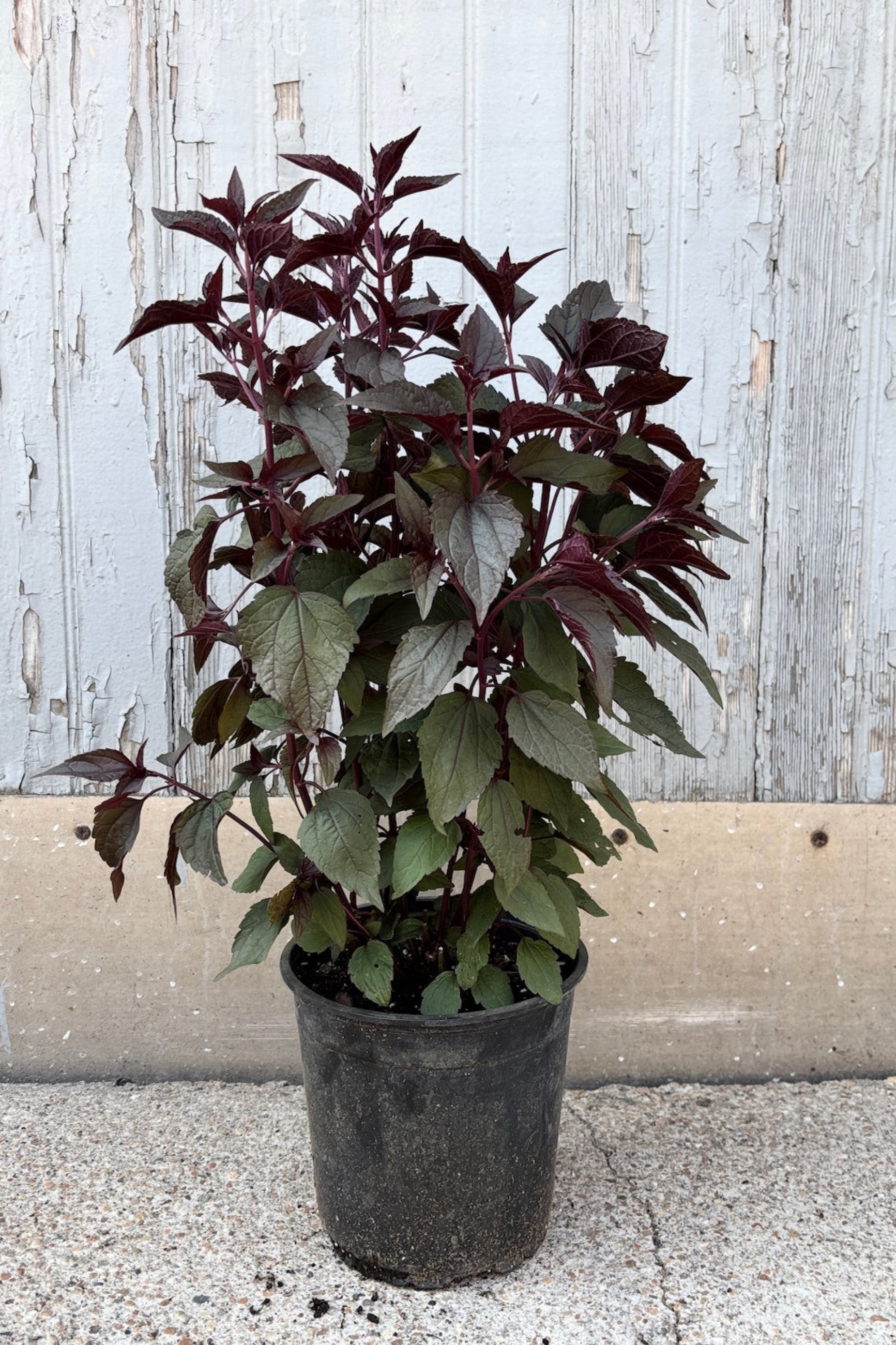 Eupatorium r. 'Chocolate' in a #1 growers pot in July against a wood wall ©Sprout Home