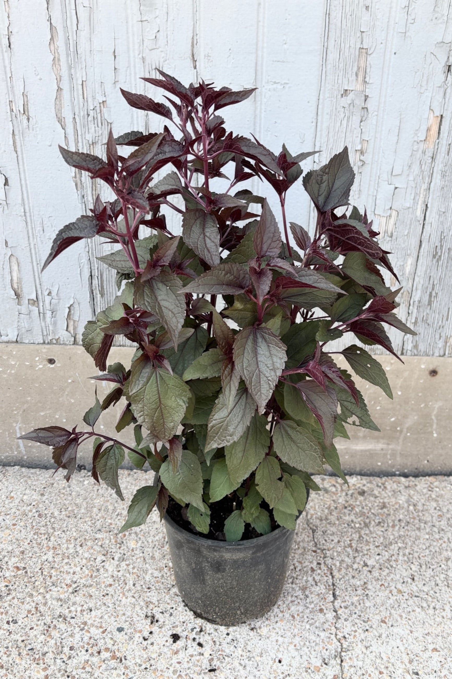 Eupatorium r. 'Chocolate' in a #1 growers pot in July against a wood wall ©Sprout Home