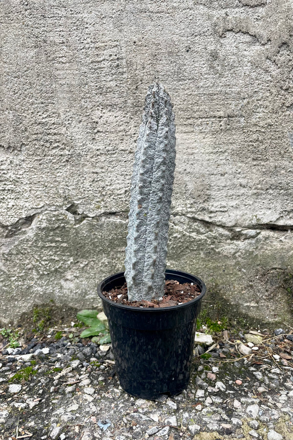 Photo of a Euphorbia abdelkuri in a black pot against a cement wall.