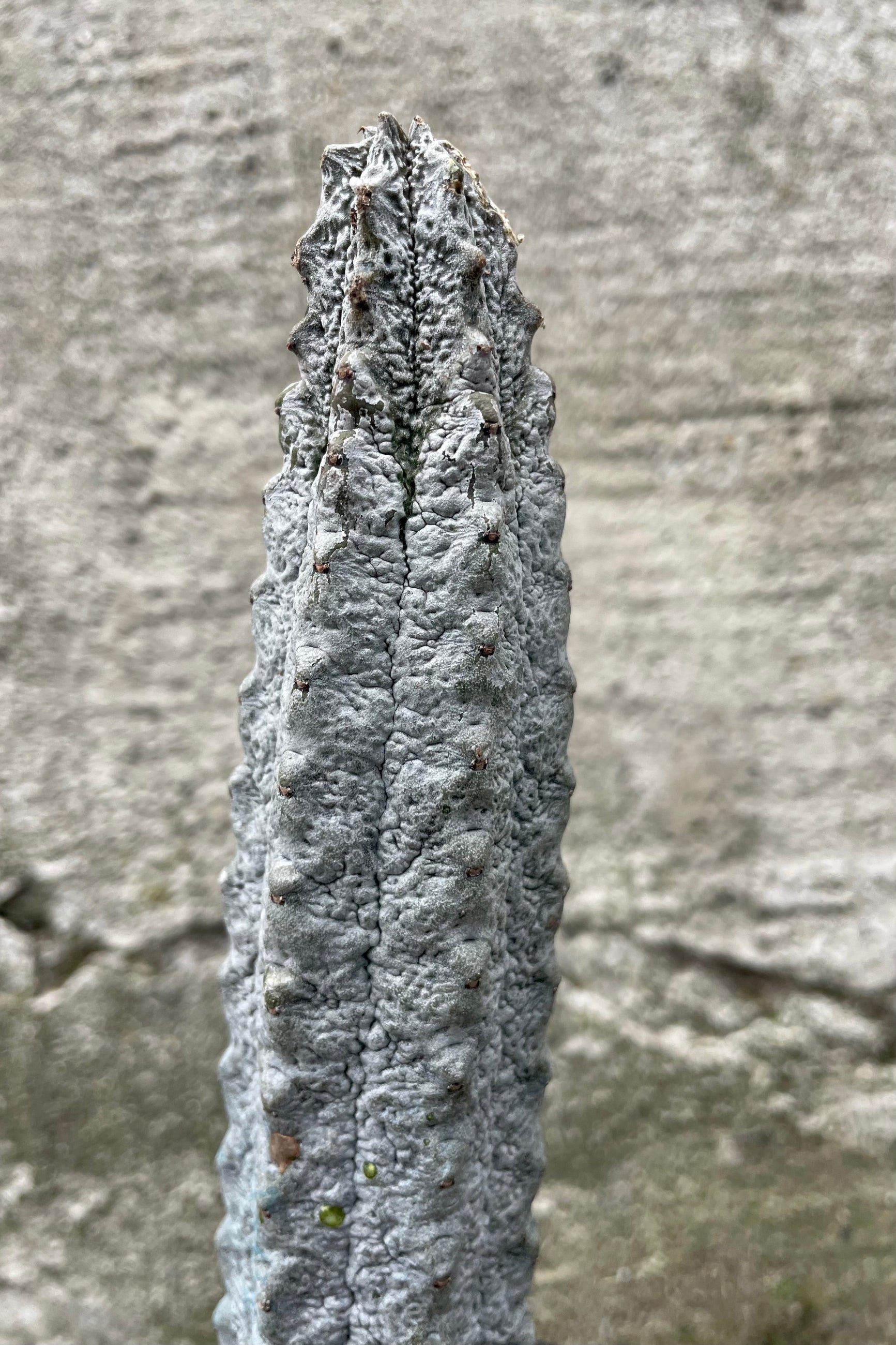 Close photo of grey textured stem of Euphorbia abdelkuri plant against a cement wall. ©Sprout Home