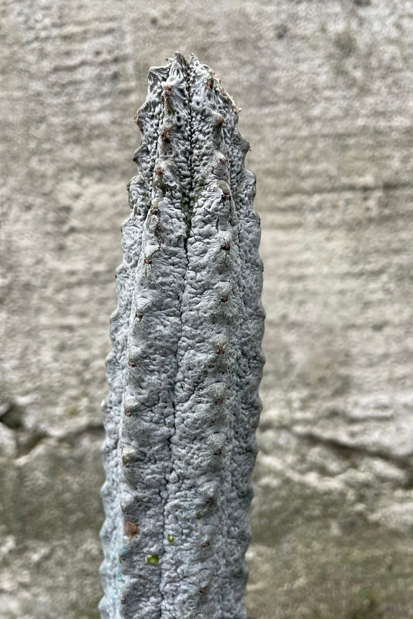 Close photo of grey textured stem of Euphorbia abdelkuri plant against a cement wall.