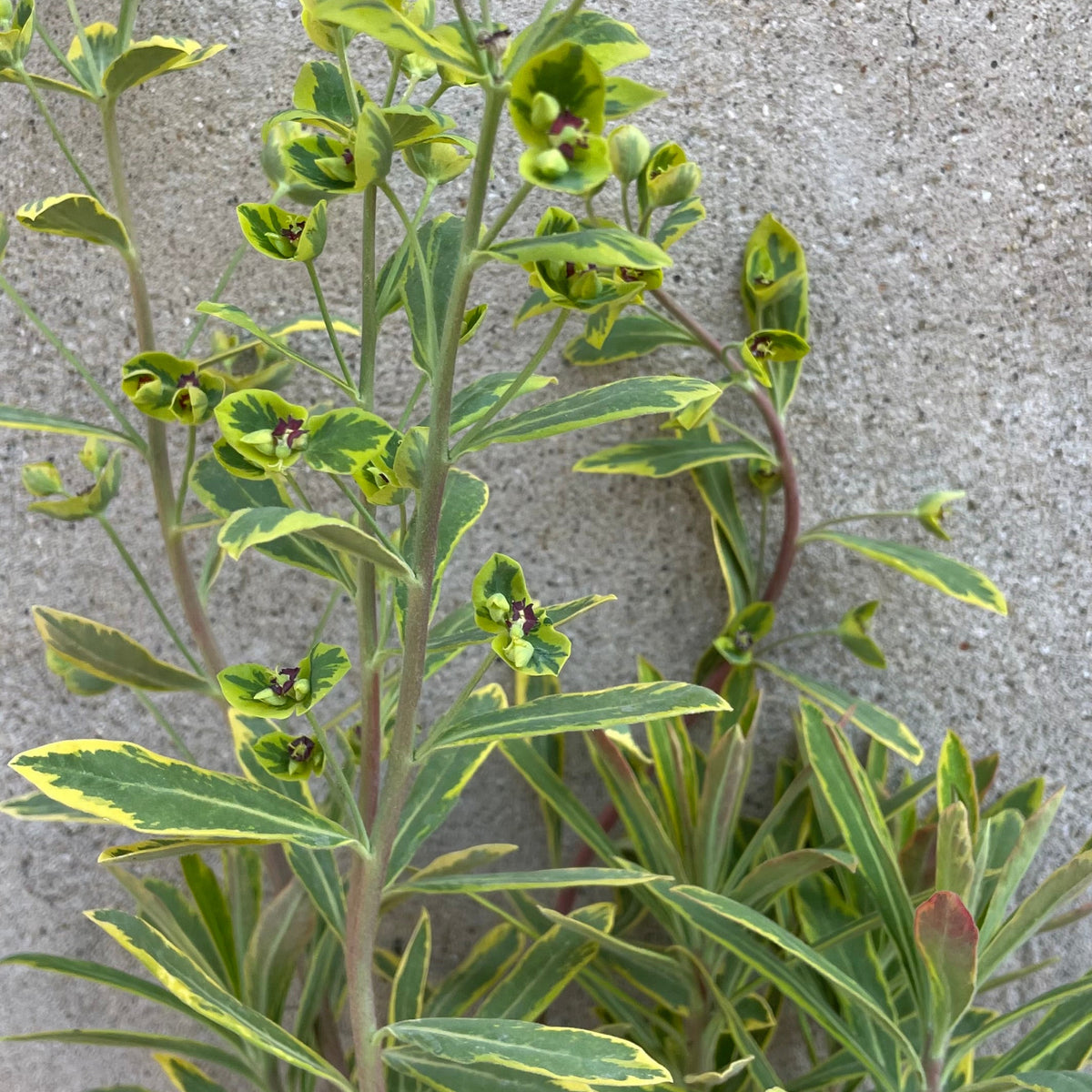 Euphorbia 'Ascot Rainbow' #1 at SPROUT HOME