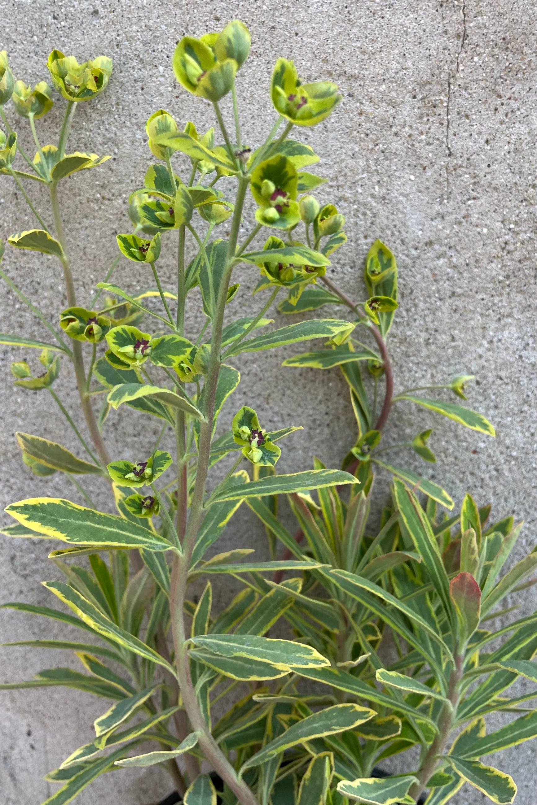 A detail picture of the green with yellow margin leaves and bloom of the Euphorbia 'Ascot Rainbow' in the beginning of June. ©Sprout Home