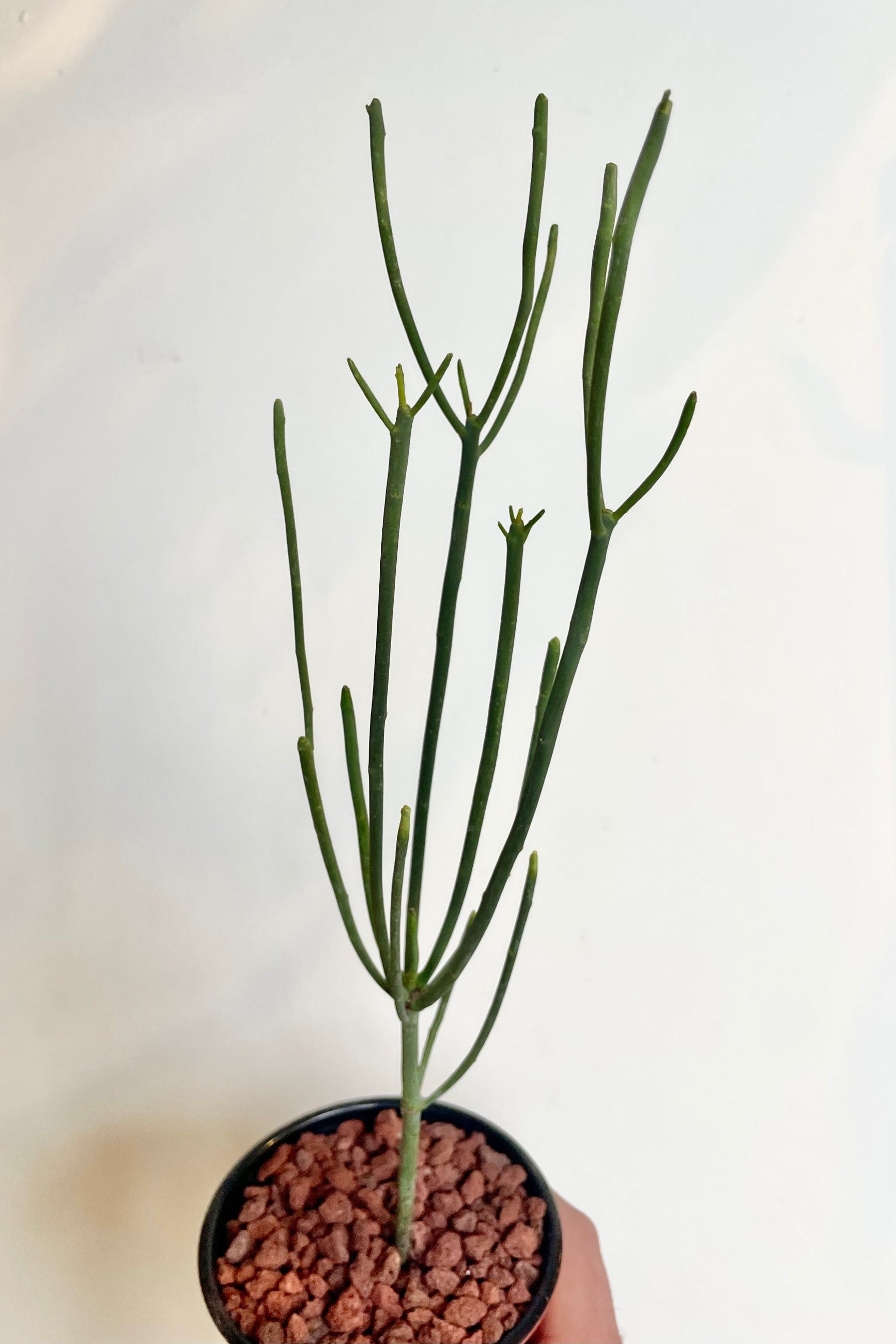 Photo of Euphorbia aphylla with narrow leafless branching stems against a white wall. ©Sprout Home