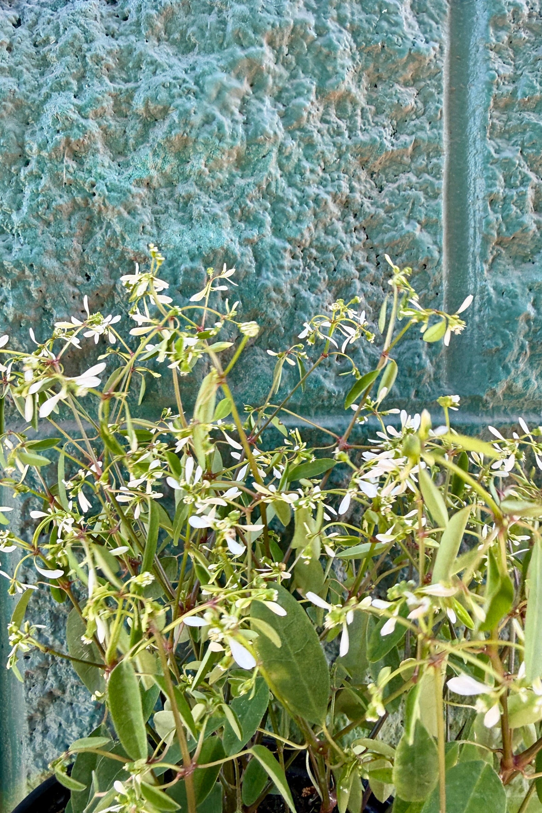 Euphorbia 'Glitz' in bloom and up close  against a textured green wall ©Sprout Home