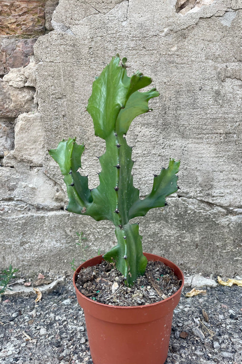 Photo of a Euphorbia lactea plant in a clay colored pot against a cement wall.