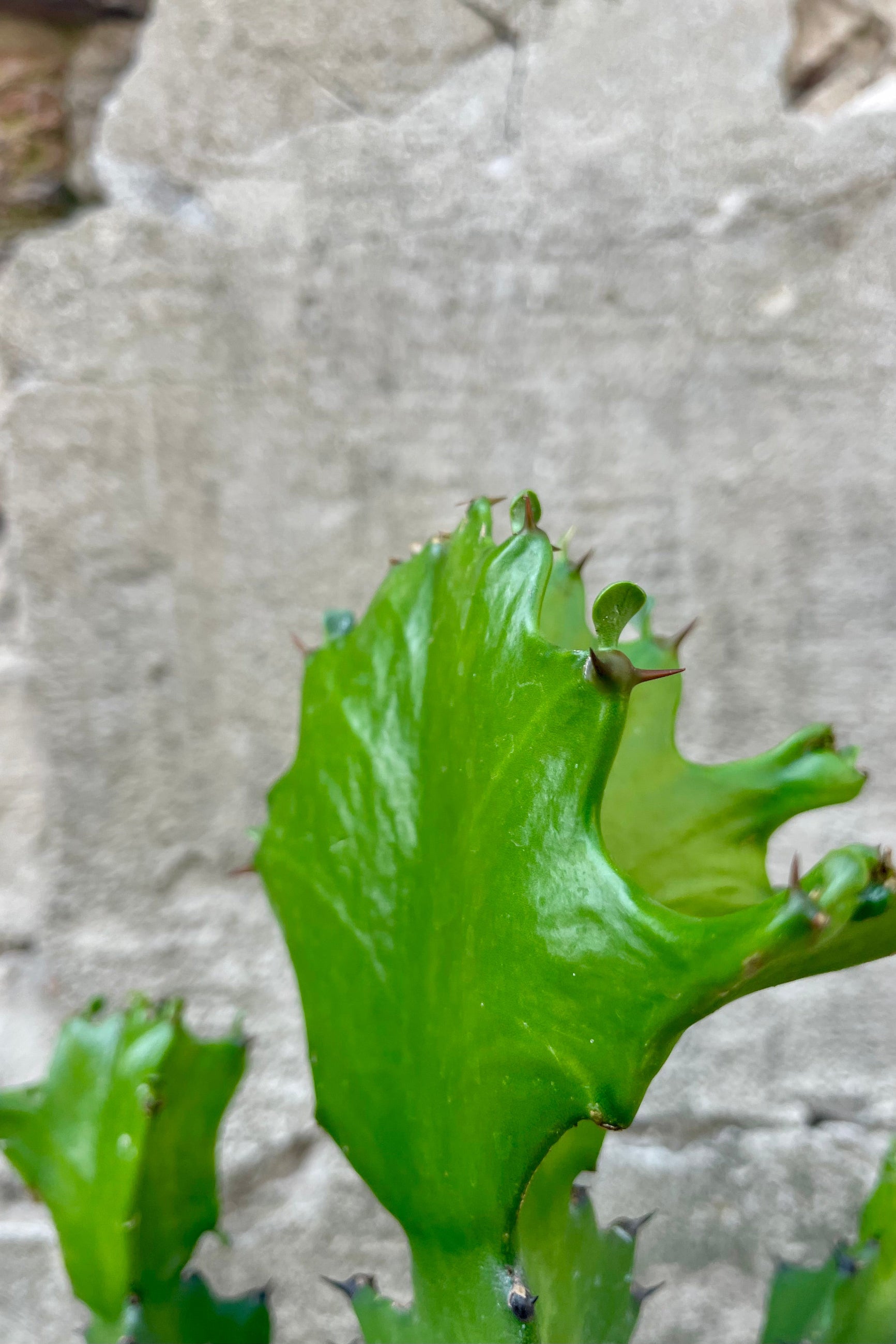 Close detail photo of green Euphorbia lactea plant's stems and leaves against a cement wall. ©Sprout Home