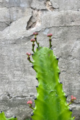 Close photo of the green ridged stems of Euphorbia lactea and its small flower buds against a cement wall.