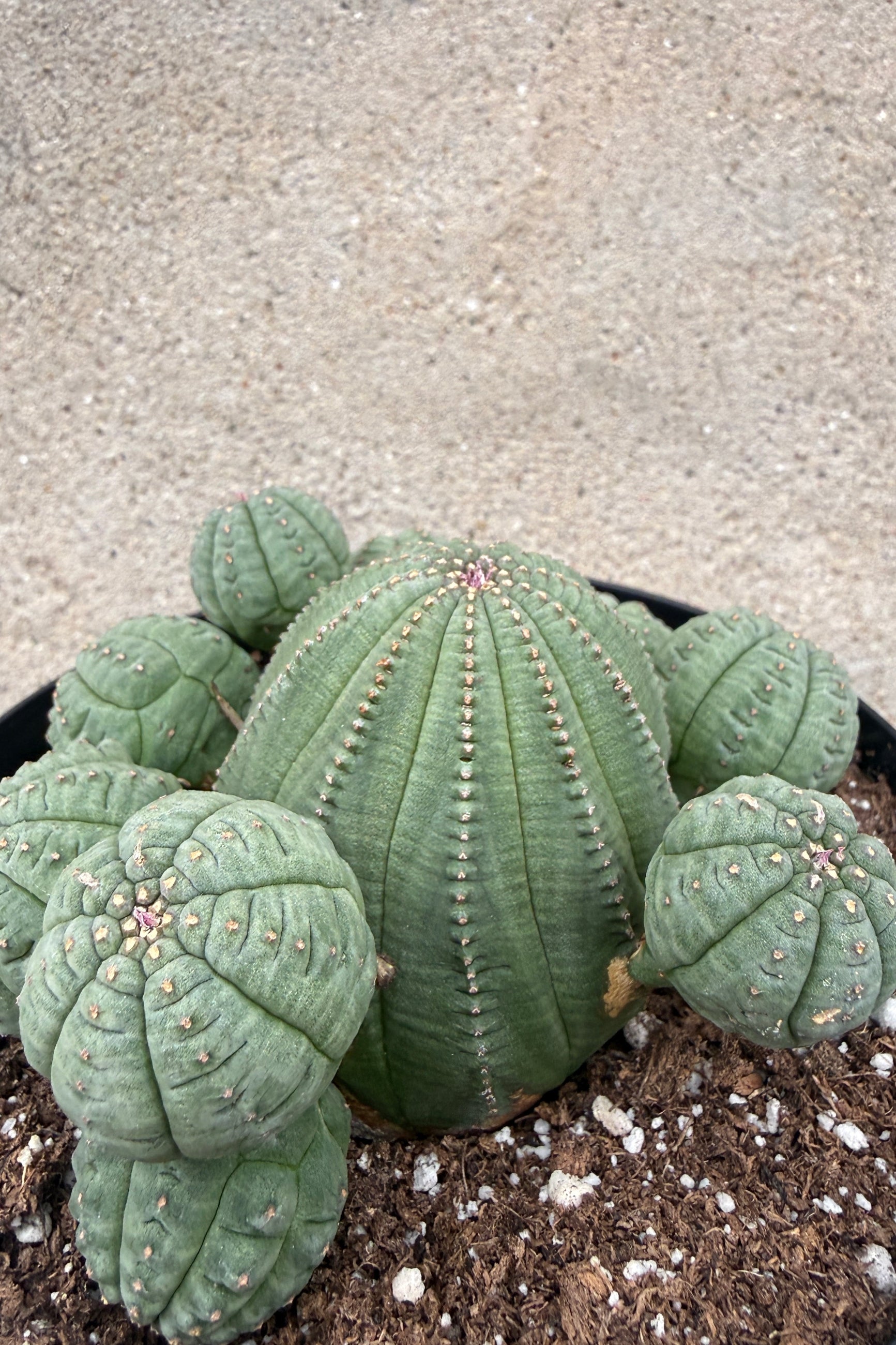 Euphorbia obesa clump hand cactus in a pot on a concrete surface ©Sprout Home