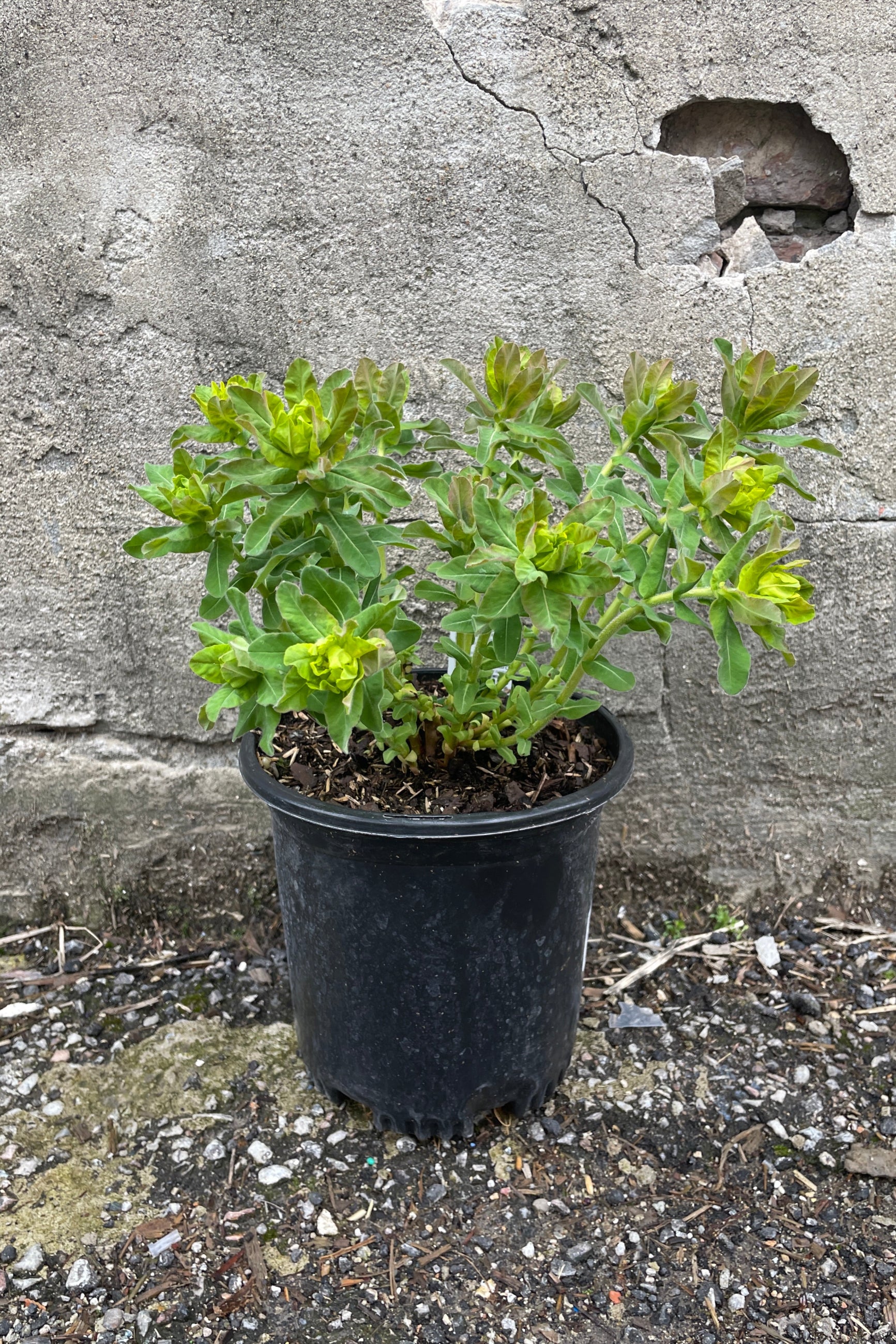 Euphorbia polychroma in a #1 growers pot the middle of April against a concrete wall.  ©Sprout Home 