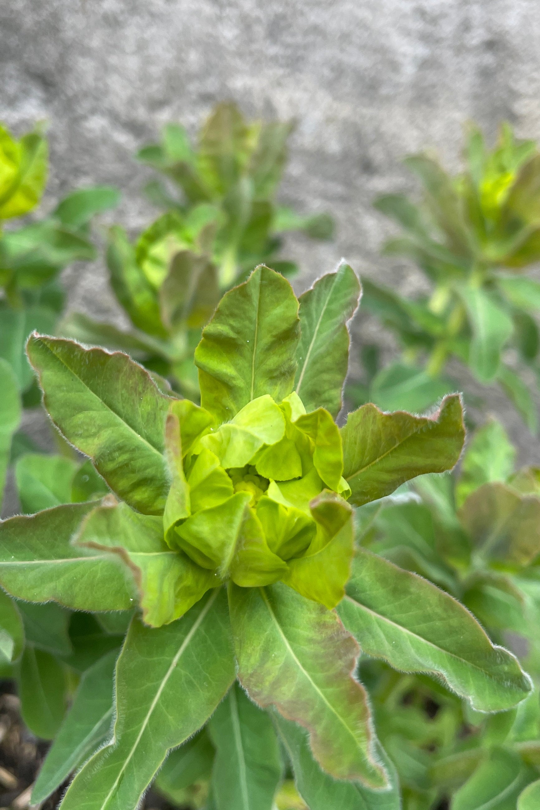 A detail shot of the interesting green with shades of yellow and burgundy of the Euphorbia polychrome the middle of April. ©Sprout Home 