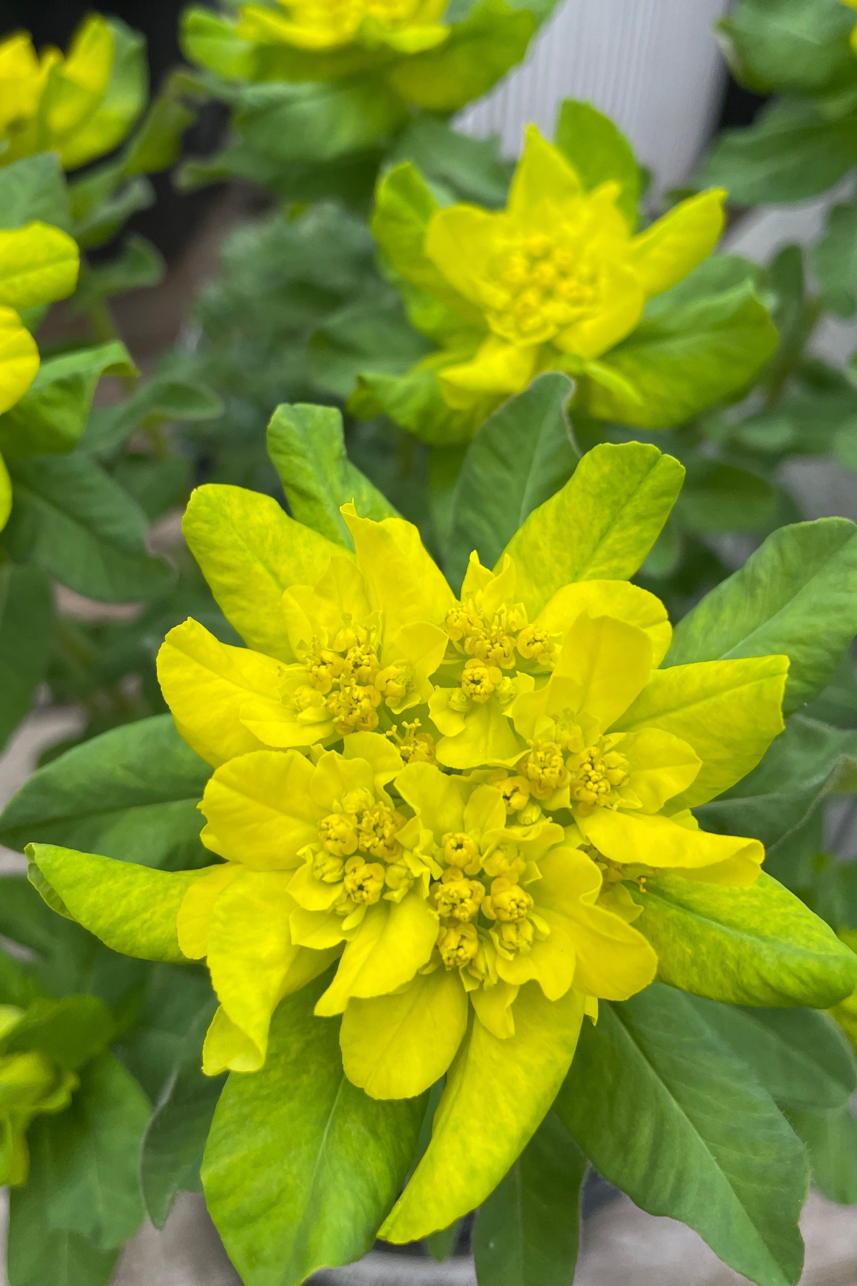 The bright yellow center new leaves of the Euphorbia polychrome the middle of April. ©Sprout Home 