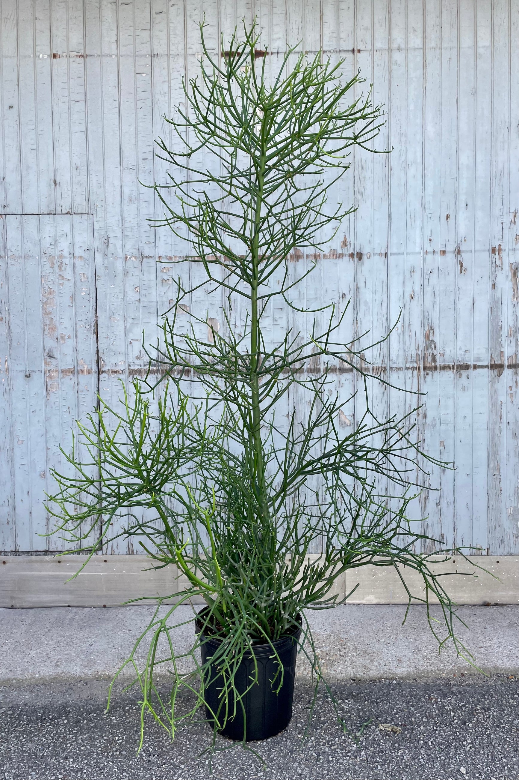 Photo of Euphorbia tirucalli "Pencil Cactus" in a black pot against a gray wall. ©Sprout Home