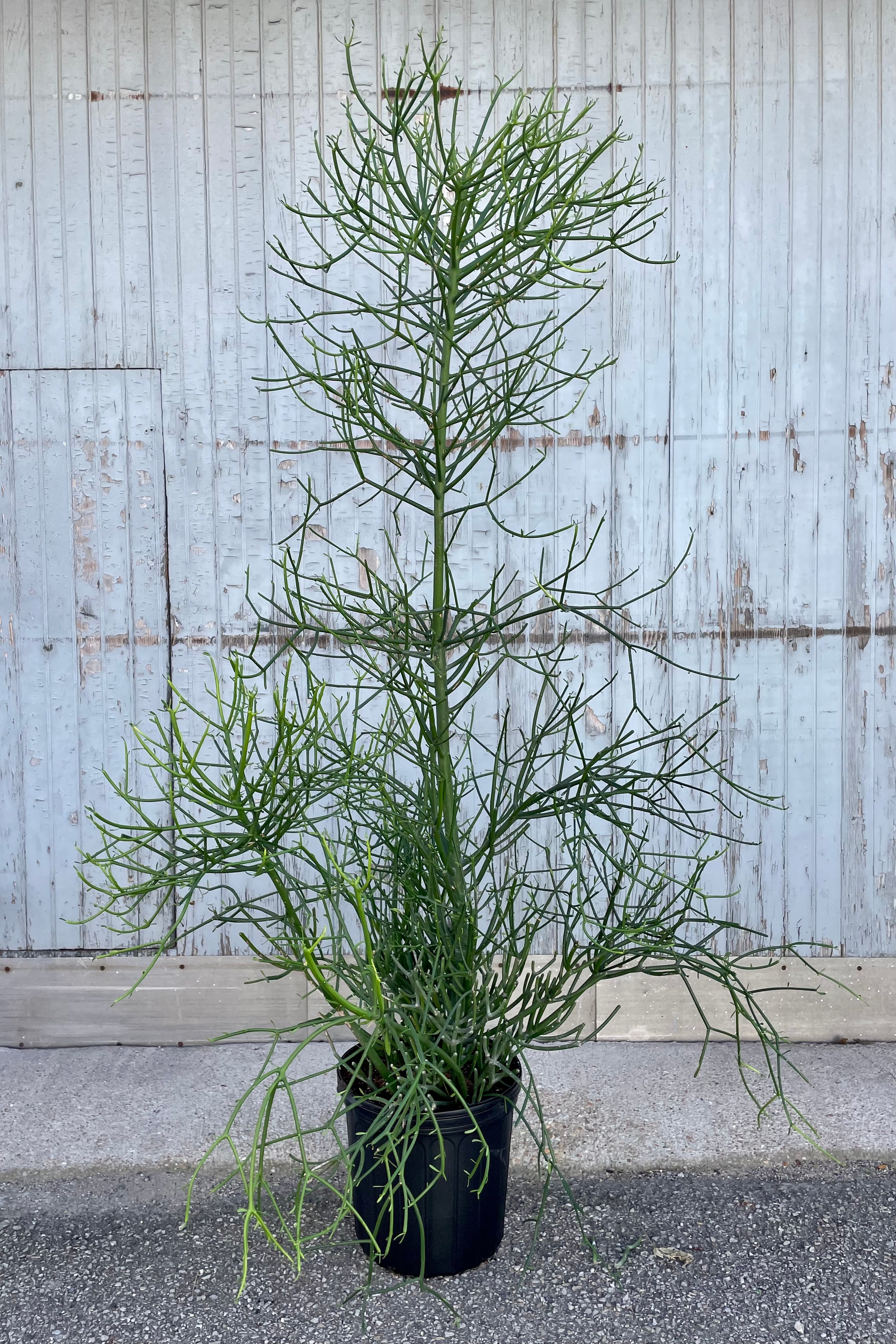 Photo of Euphorbia tirucalli "Pencil Cactus" in a black pot against a gray wall.