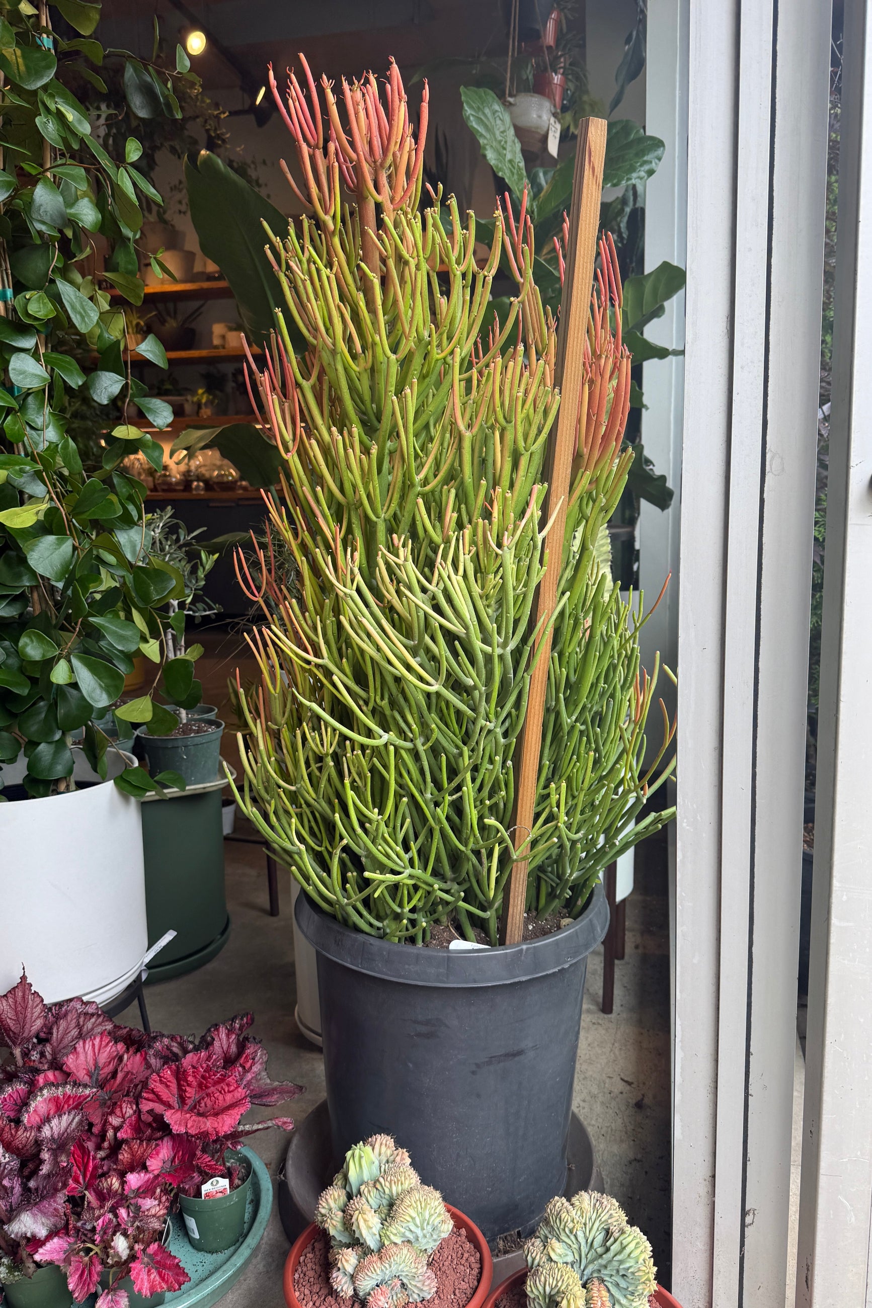 Potted Euphorbia tirucalli 'Rosea' Pencil Cactus plant with green and orange leaves in a store setting