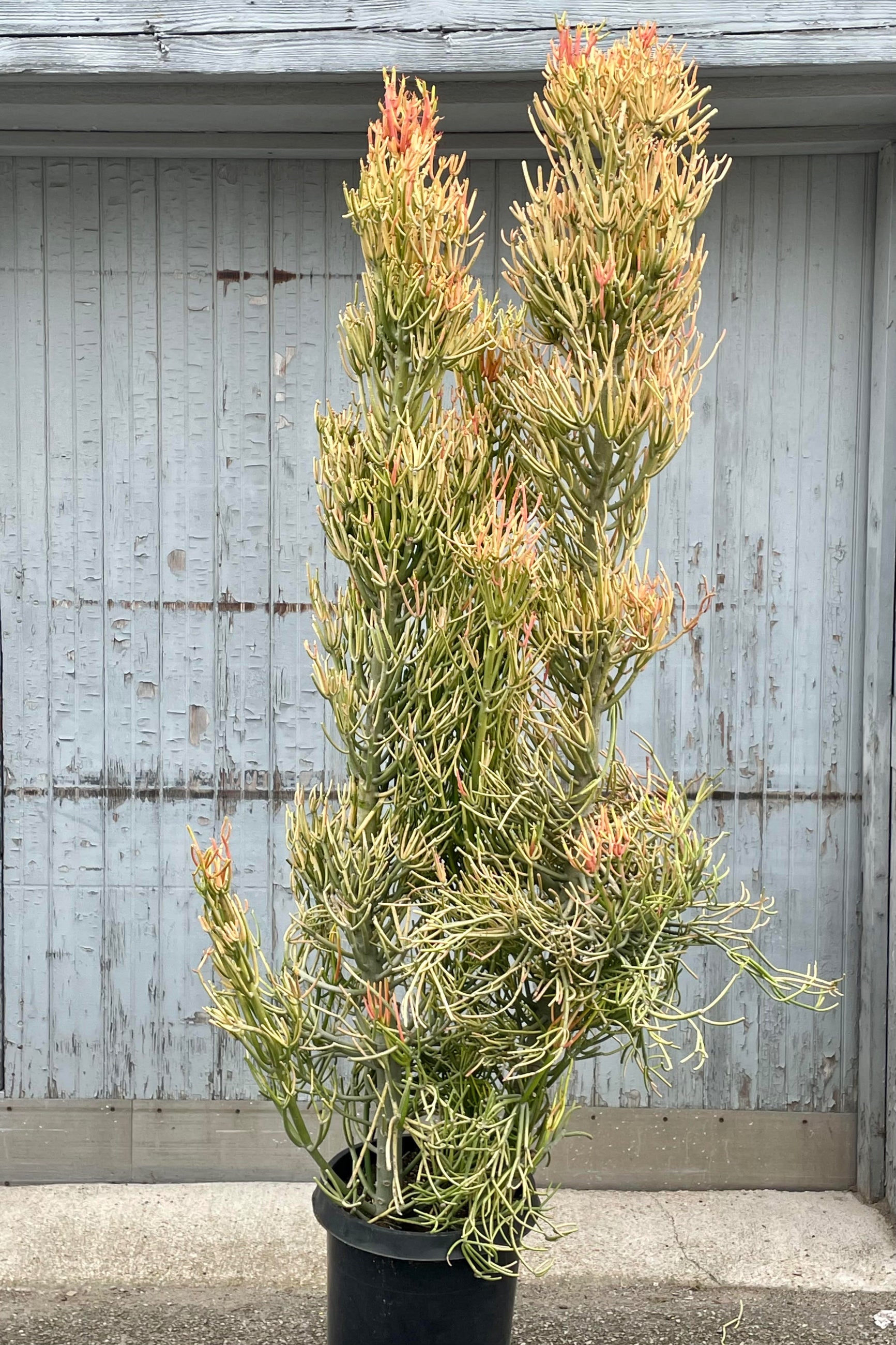 A photo of Euphorgia tirucalli 'Rosea' or "Firesticks" pencil cactus in a black pot against a gray wood wall. The plant is tall and slender with many fine branches showing characteristic golden and orange coloration. ©Sprout Home