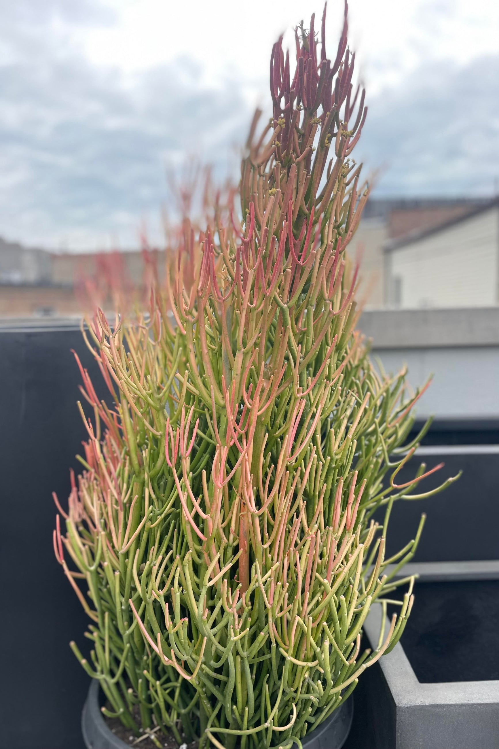 Bright orange pencil cactus on a rooftop ©Sprout Home