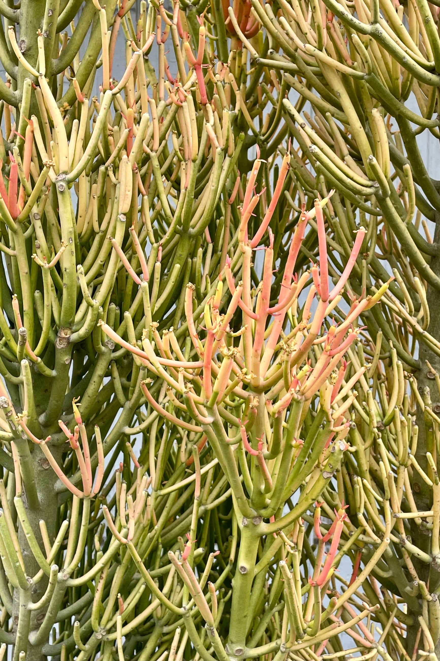 Close photo of bright green, yellow and orange stems of Euphoriba tirucalli 'Rosea' "firesticks pencil cactus." ©Sprout Home
