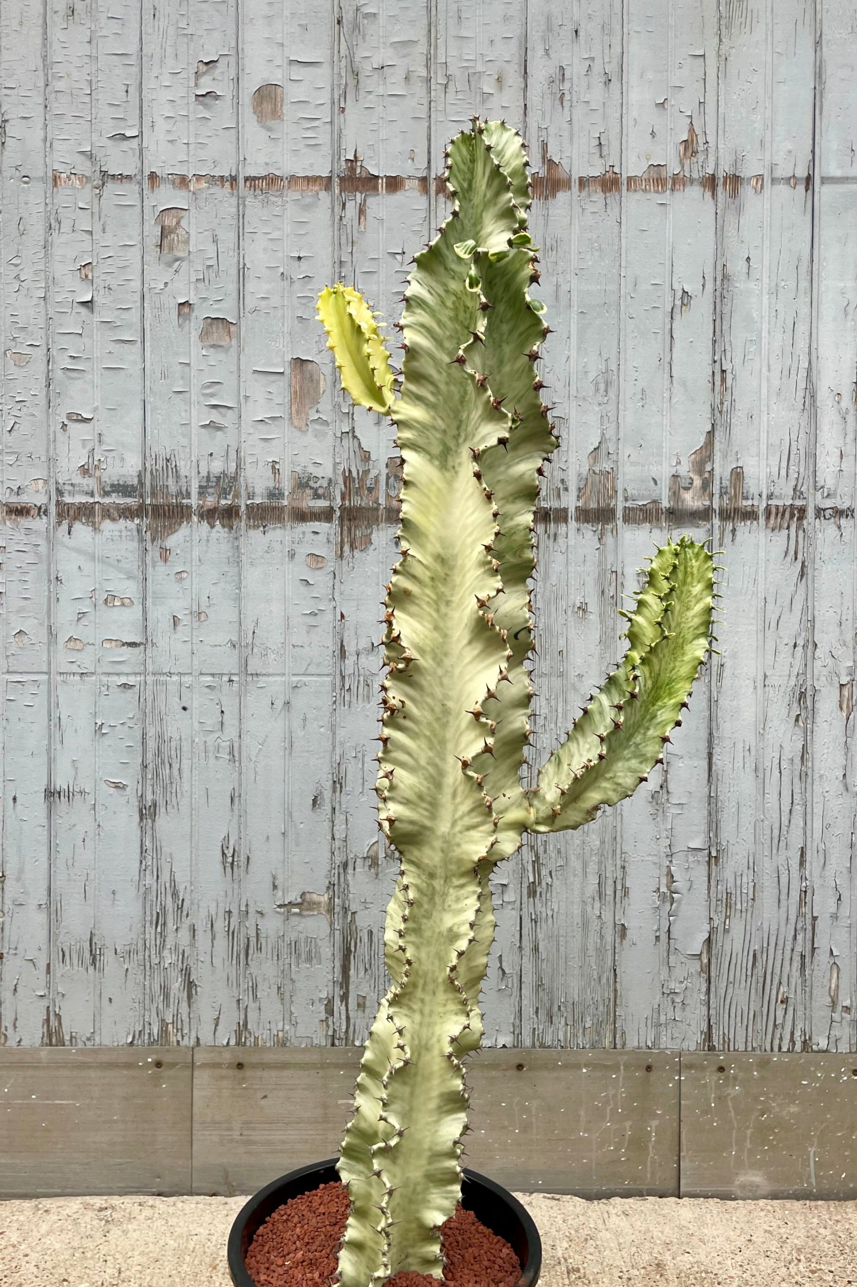 A tall branching green and white Euphorbia in front of a wooden wall ©Sprout Home