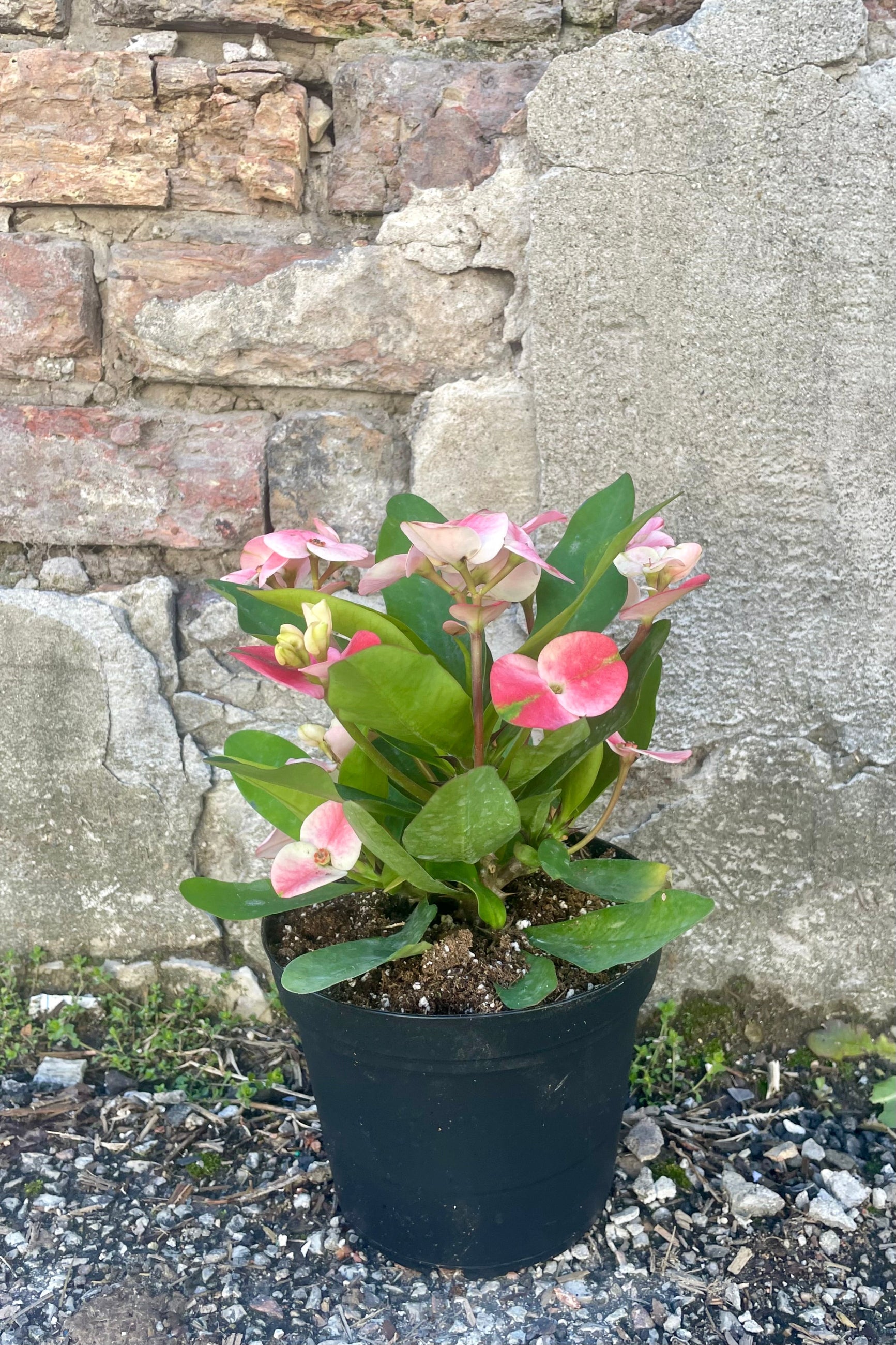 Photo of Euphoriba mnilii "Crown of thorns" plant in a black pot against a cement wall. The plant has wide green leaves and pink bracts surrounding small flowers. ©Sprout Home