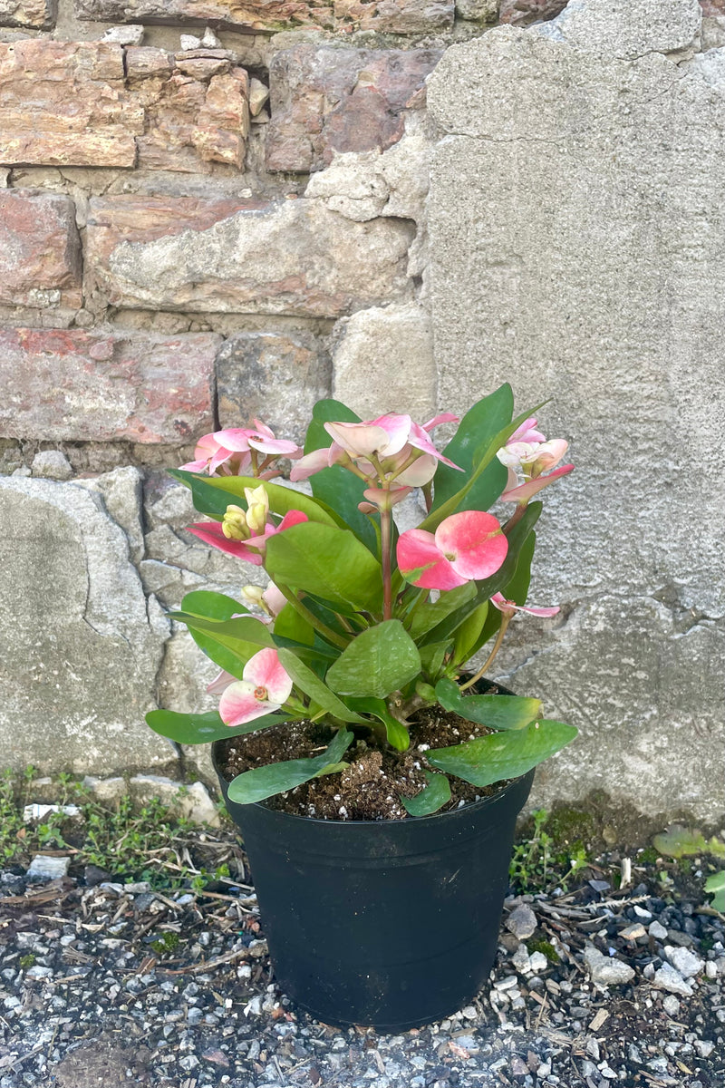 Photo of Euphoriba mnilii "Crown of thorns" plant in a black pot against a cement wall. The plant has wide green leaves and pink bracts surrounding small flowers.