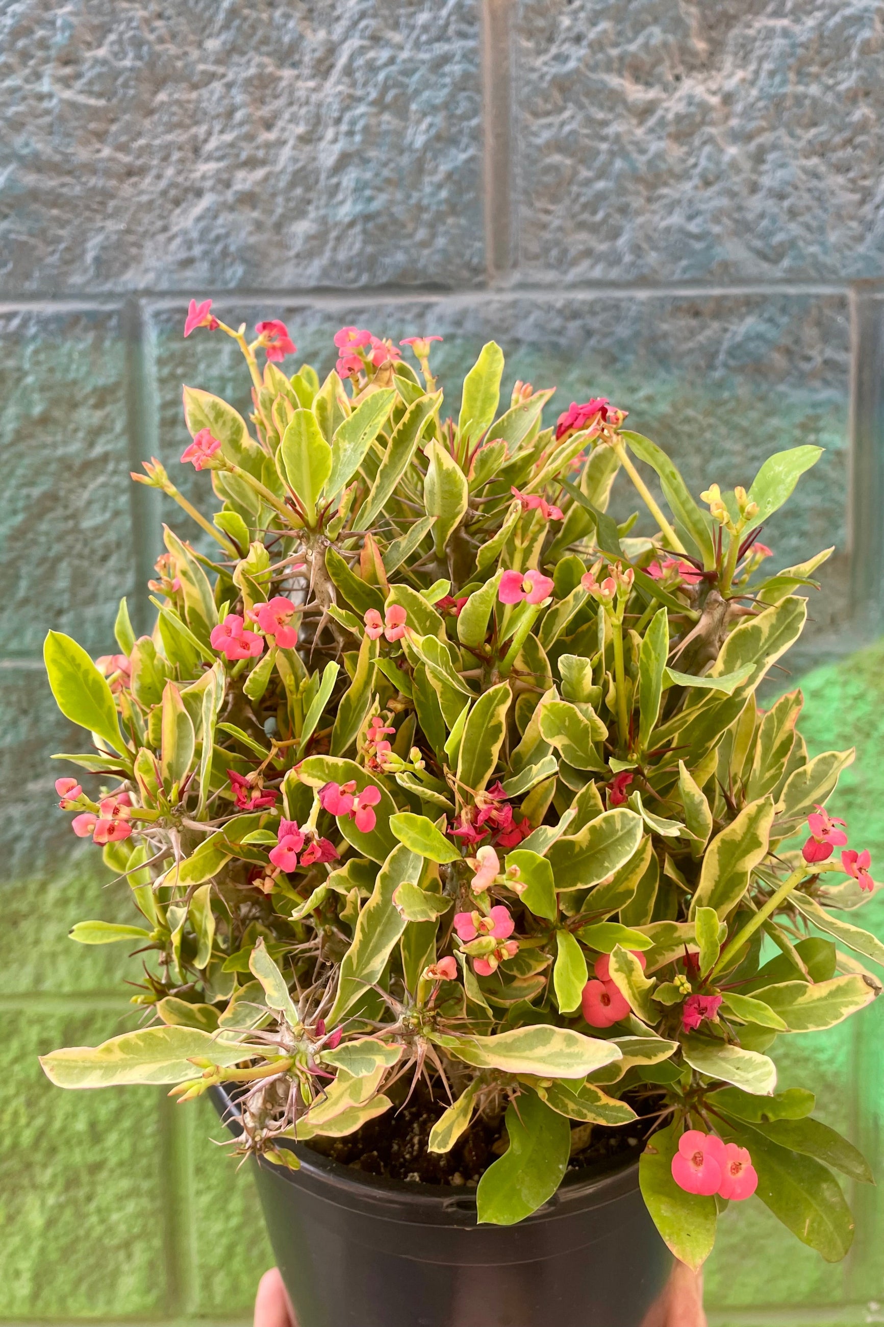 A crown of thorns plant in front of a pained wall ©Sprout Home