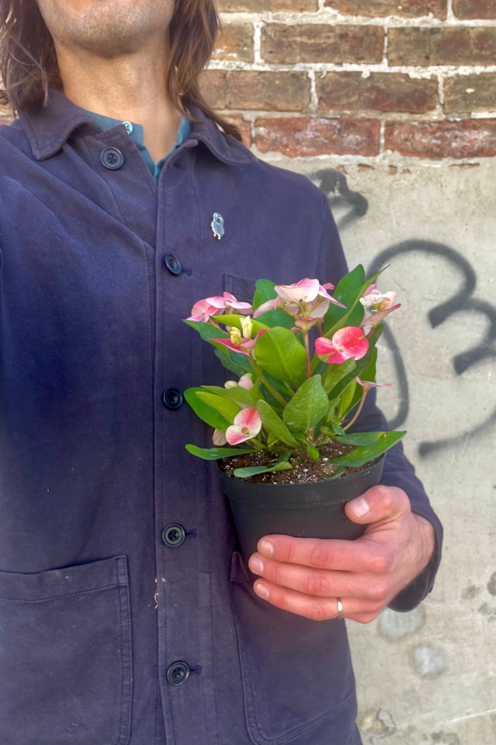 Photo of a person holding a Euphoriba mnilii "Crown of thorns" plant in a black pot against a cement wall. The plant has wide green leaves and pink bracts surrounding small flowers. ©Sprout Home