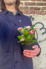 Photo of a person holding a Euphoriba mnilii "Crown of thorns" plant in a black pot against a cement wall. The plant has wide green leaves and pink bracts surrounding small flowers.