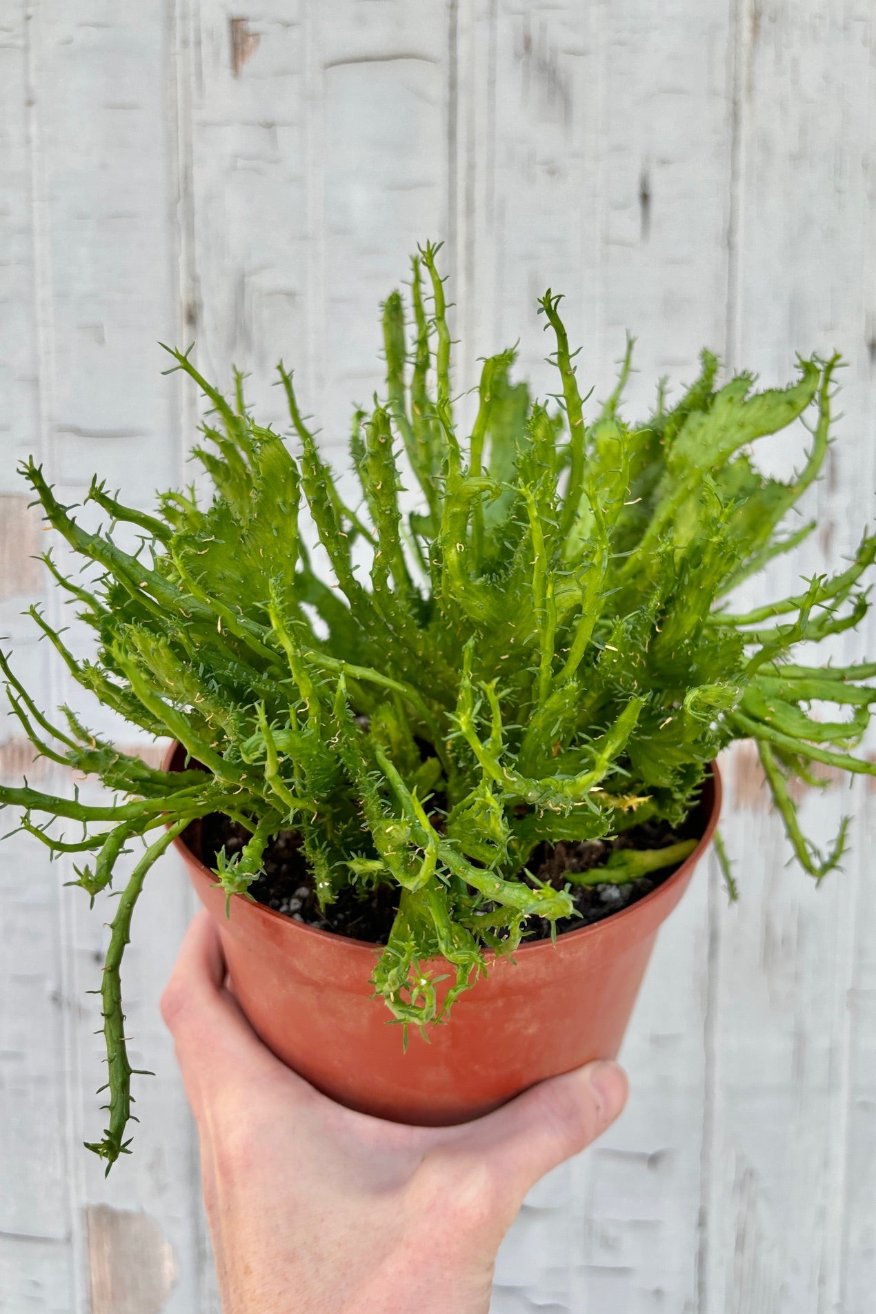 A twisted, flattened version of Medusa's Head Euphorbia. Bright green in color with edges that have small, sparse leaves that look like fringe on the plant. ©Sprout Home