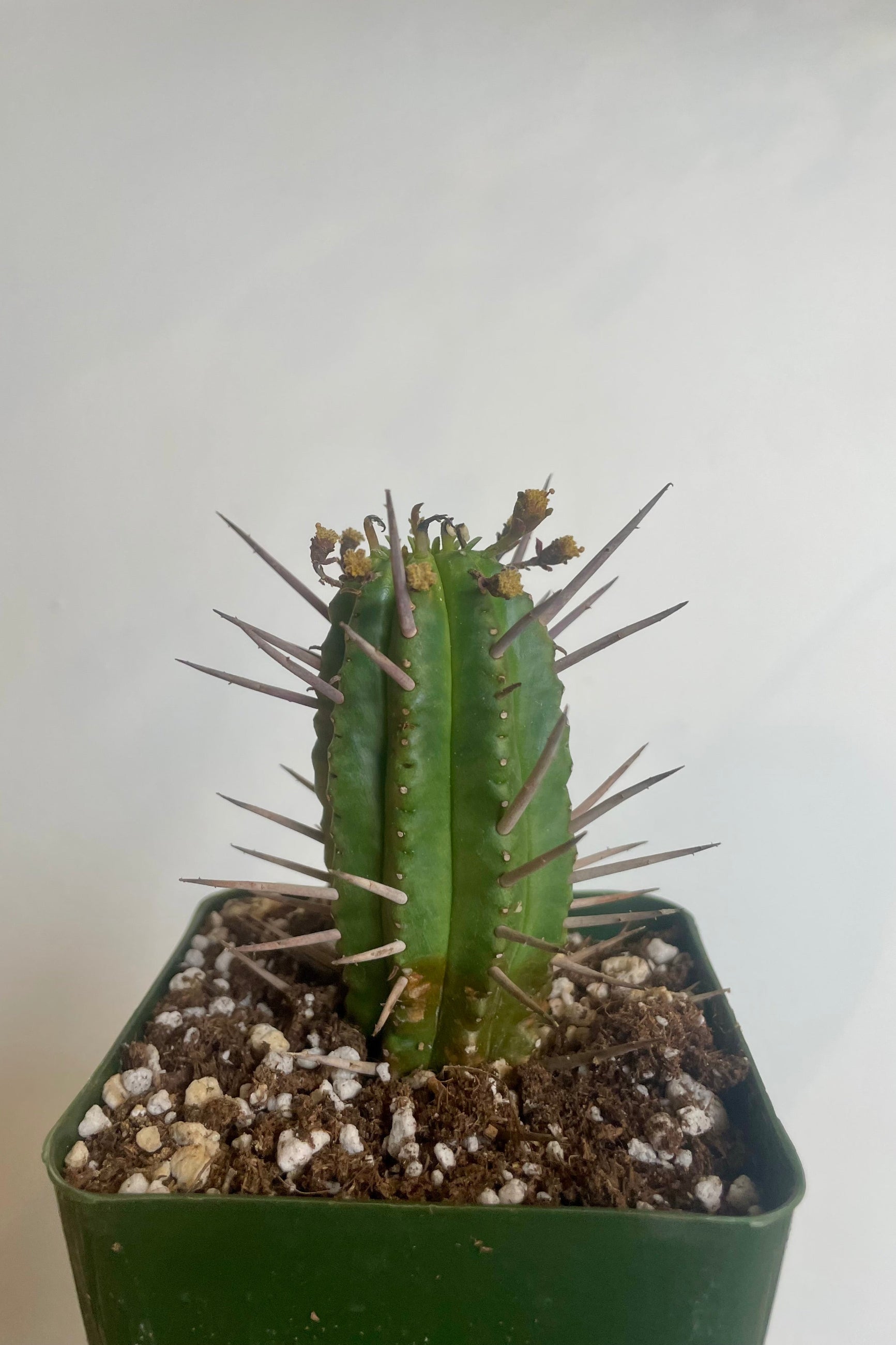 A small succulent plant in a green pot in front of a white wall ©Sprout Home