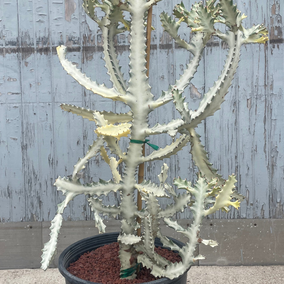 Euphorbia lactea variegata 