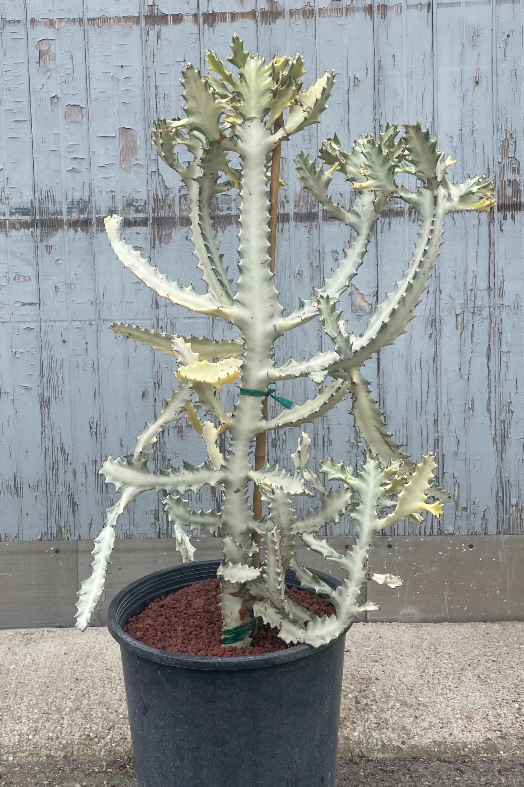 Photo of a succulent with many branches which are predominantly white with accents of green. Shown in a black pot in front of a gray wall this is Euphorbia "White Ghost" ©Sprout Home