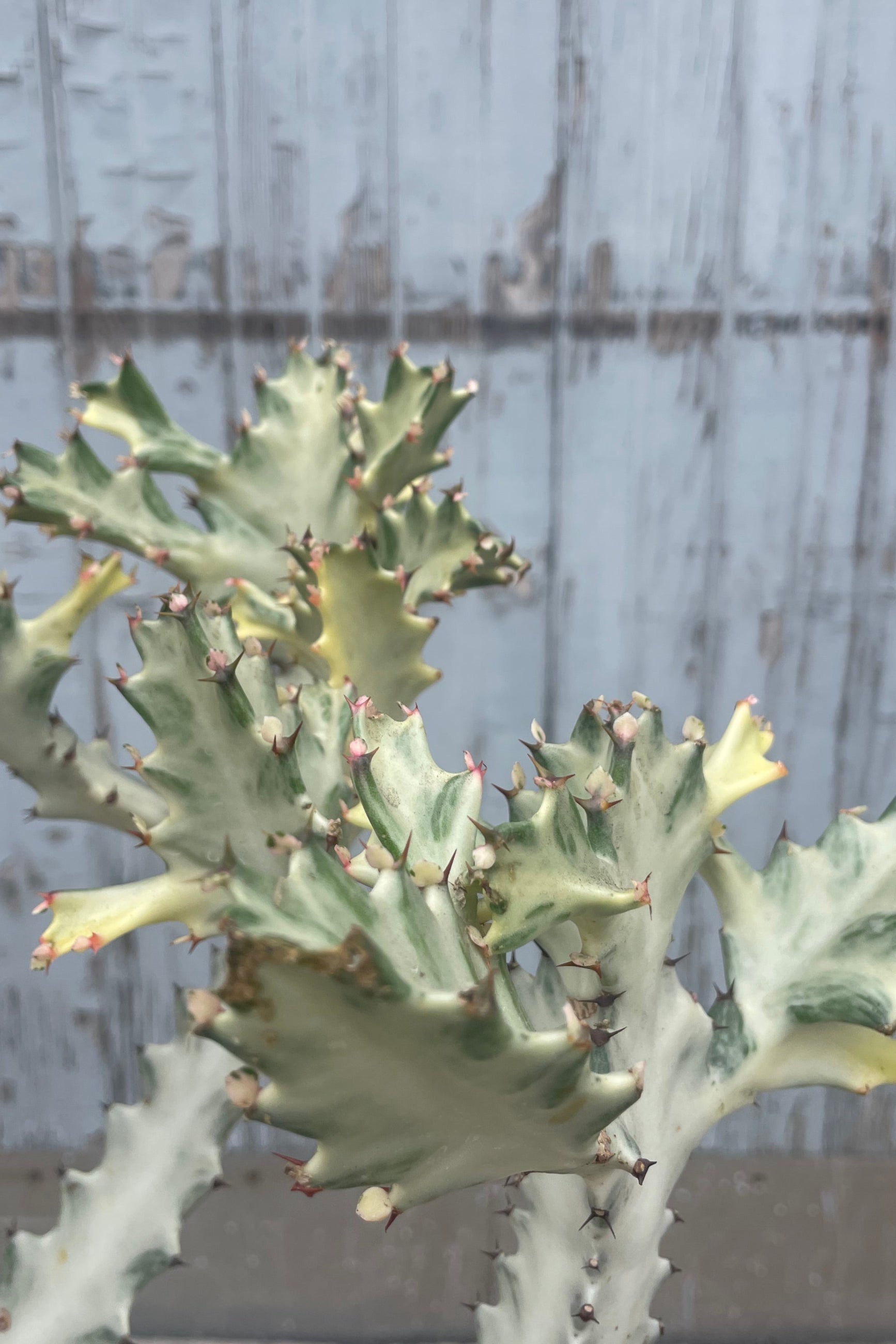 Close photo of the jagged branches of Euphorbia "White Ghost" in front of a gray wall. ©Sprout Home