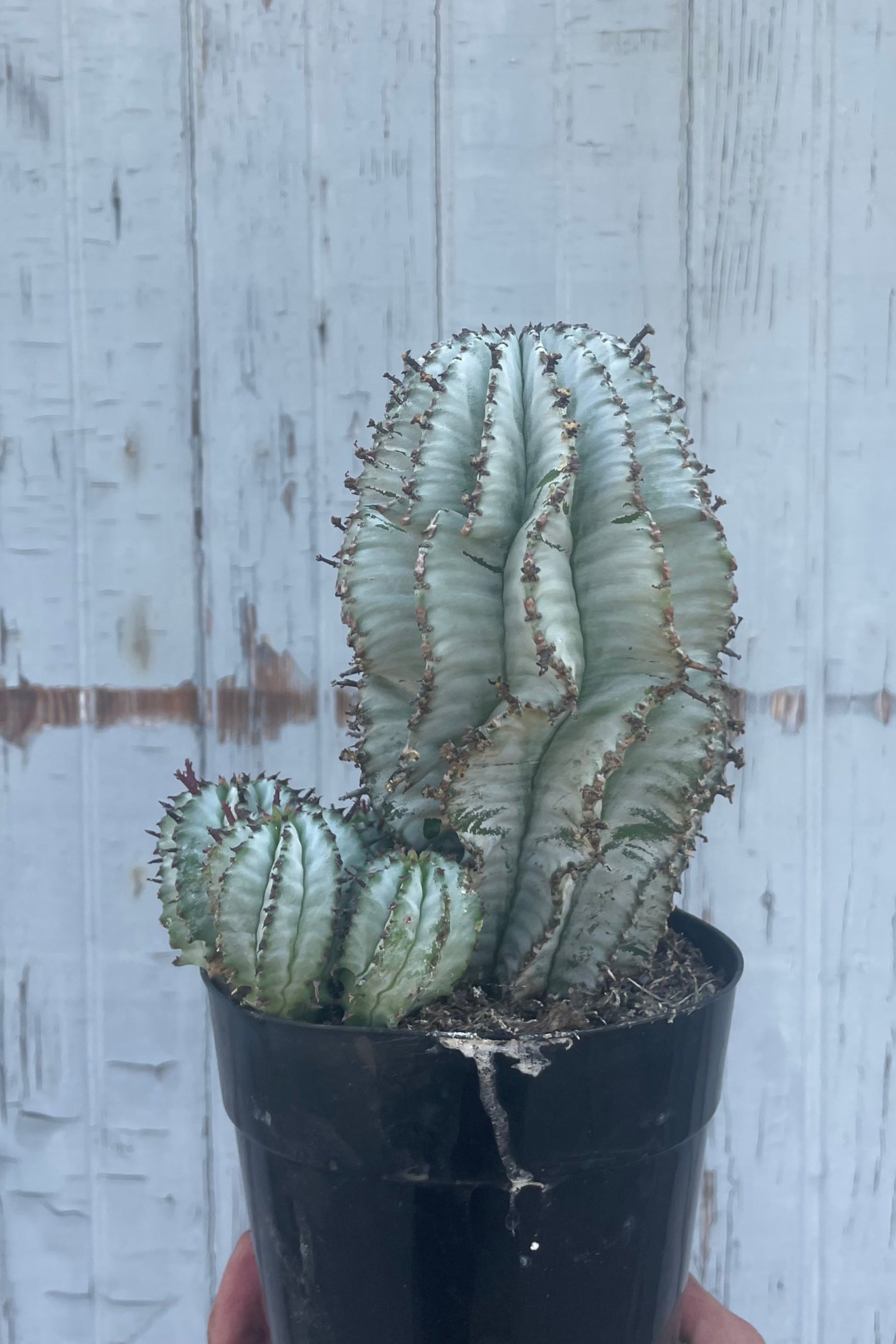 Potted cactus plant against a light wooden panel background