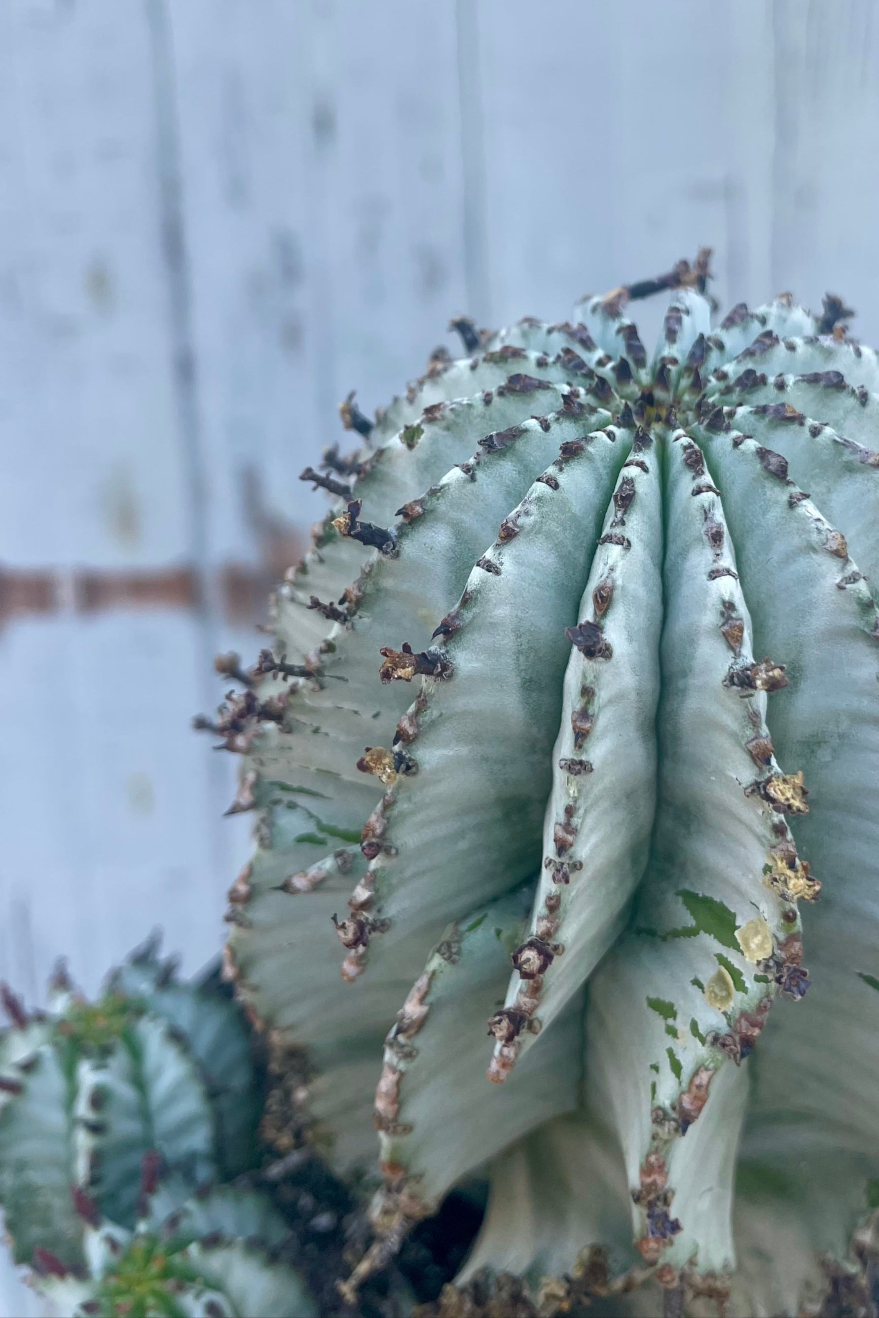 Close-up of a cactus plant with a wooden background