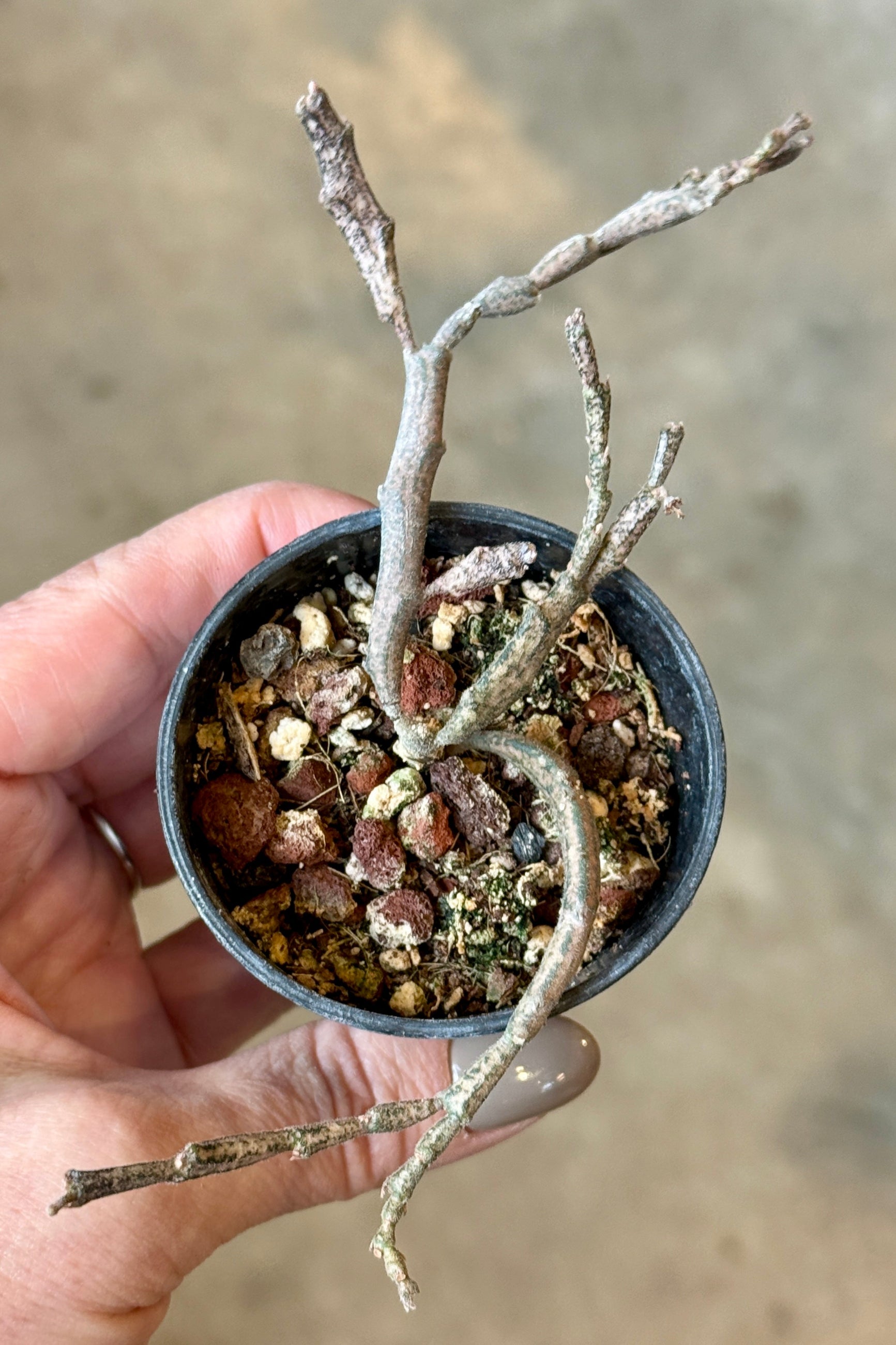 Euphorbia platyclada 3