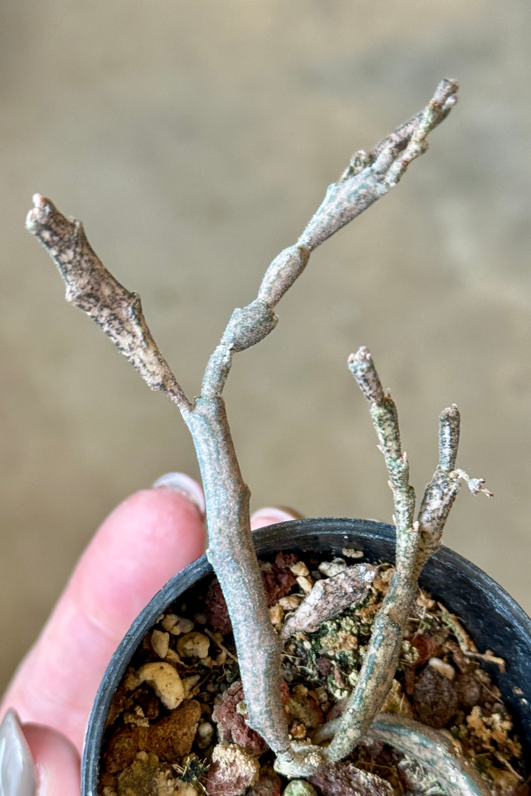 Small potted Euphorbia platyclada with thin branches held by a hand against a blurred background ©Sprout Home