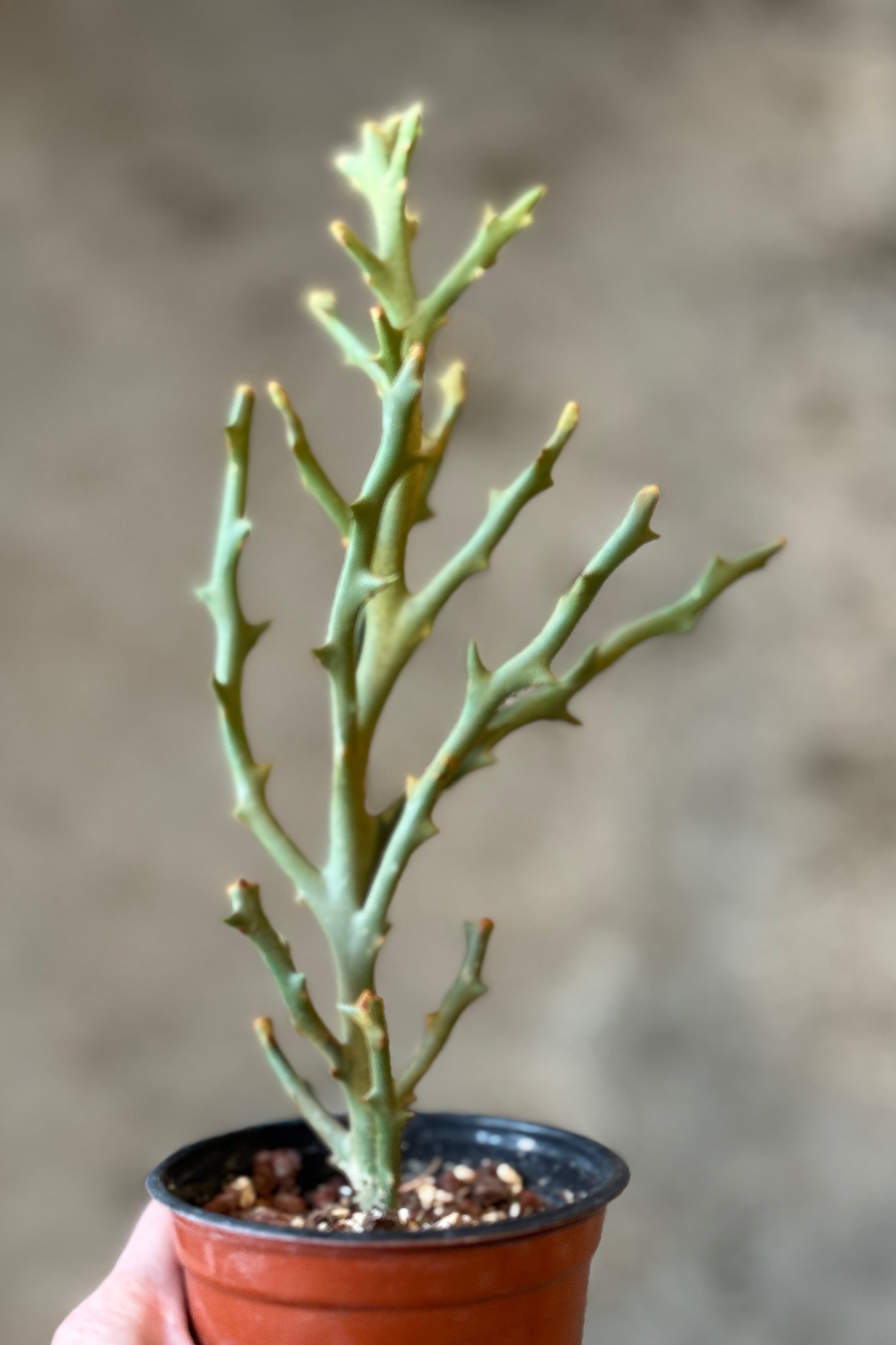 Potted Euphorbia stenoclada with thin branches against a blurred background ©Sprout Home