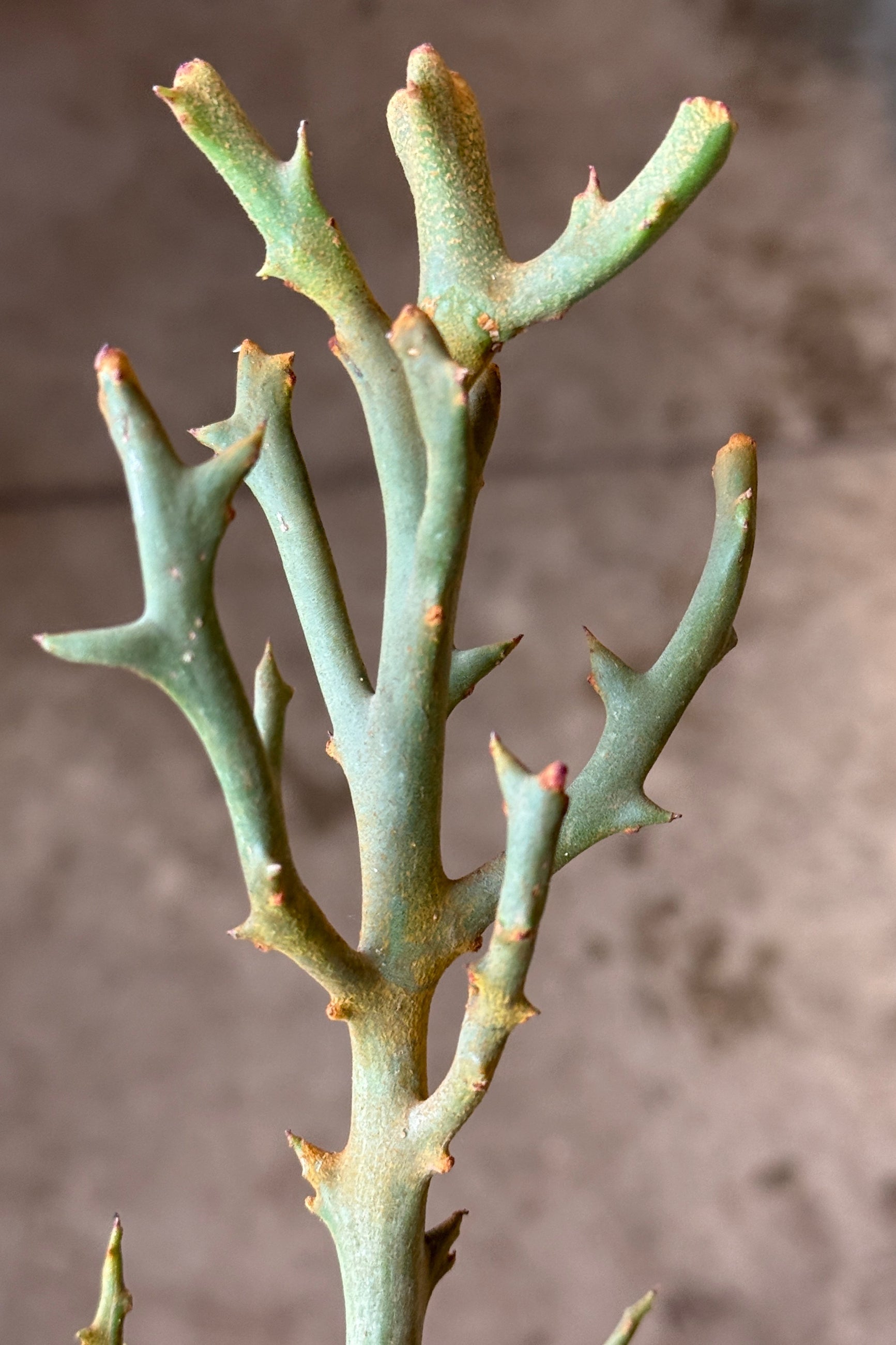Spiny branch of a Euphorbia stenoclada plant with a blurred brown background ©Sprout Home