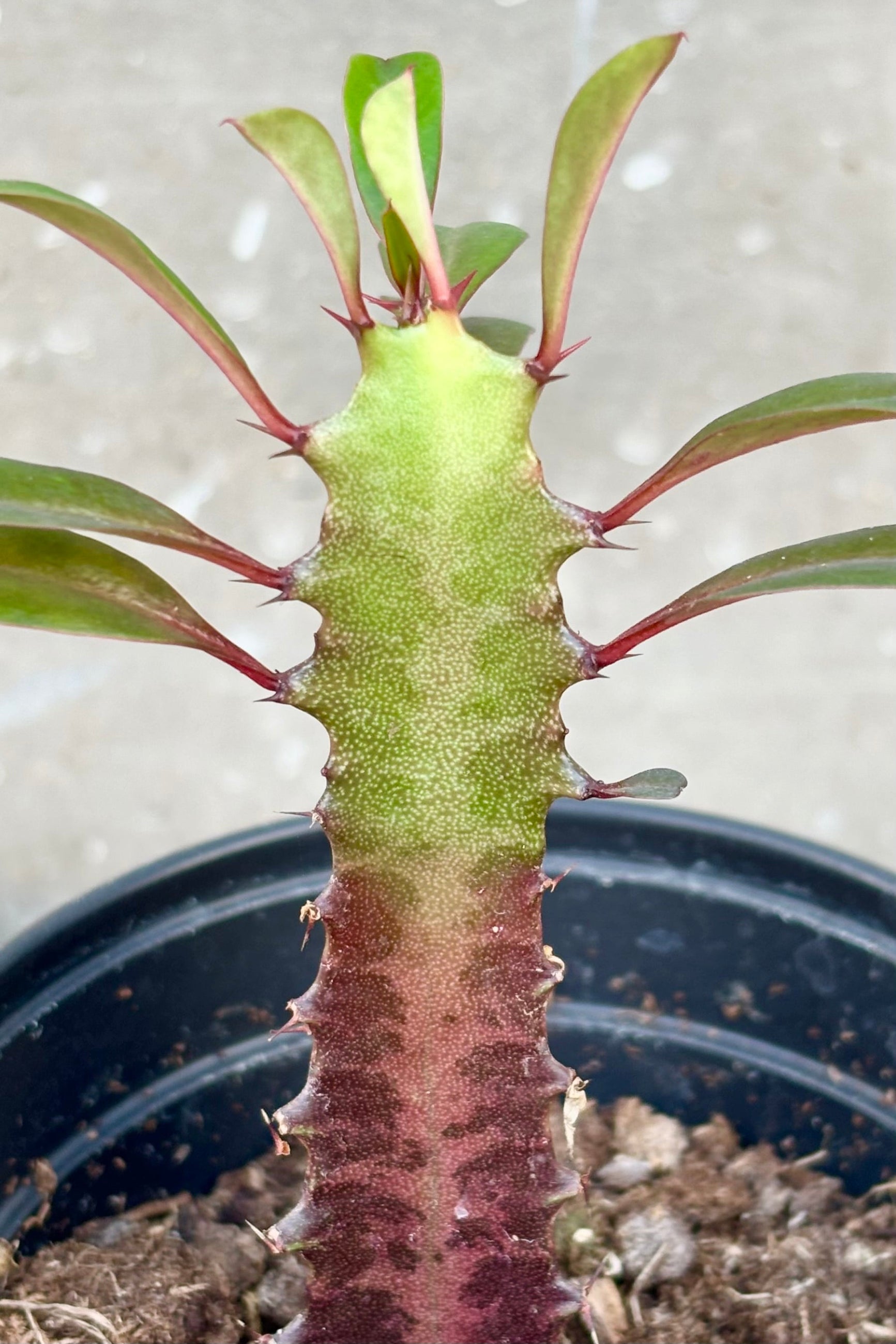 Close up of single columner Euphorbia trigona 'Rubra' with green coloration on top half and leaves of plant with red coloration towards the lower part of the column. Faint white veining runs through the center of the column. ©Sprout Home