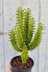 Upright variegated succulent with light green stems and dark green striping on the stems and leaves. 