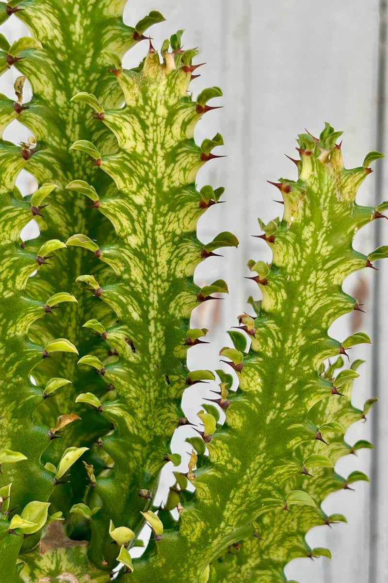 Detail of upright variegated succulent with light green stems and dark green striping on the stems and leaves.