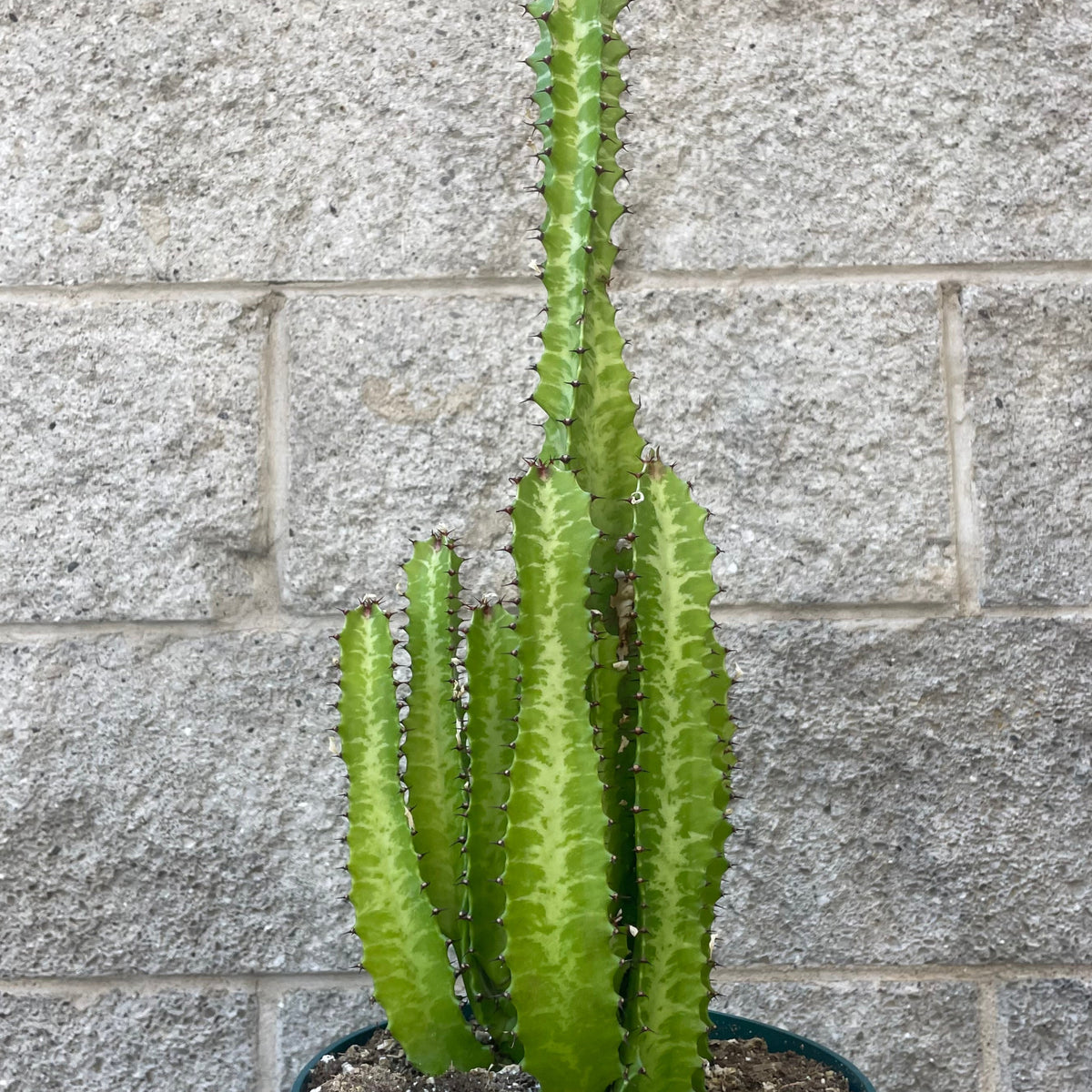 Euphorbia trigona 8
