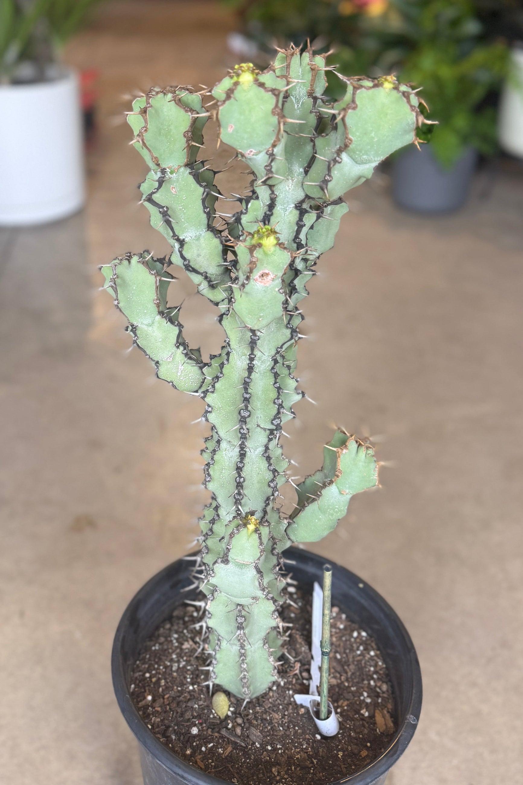 Potted Euphorbia virosa #5 plant on a neutral background ©Sprout Home
