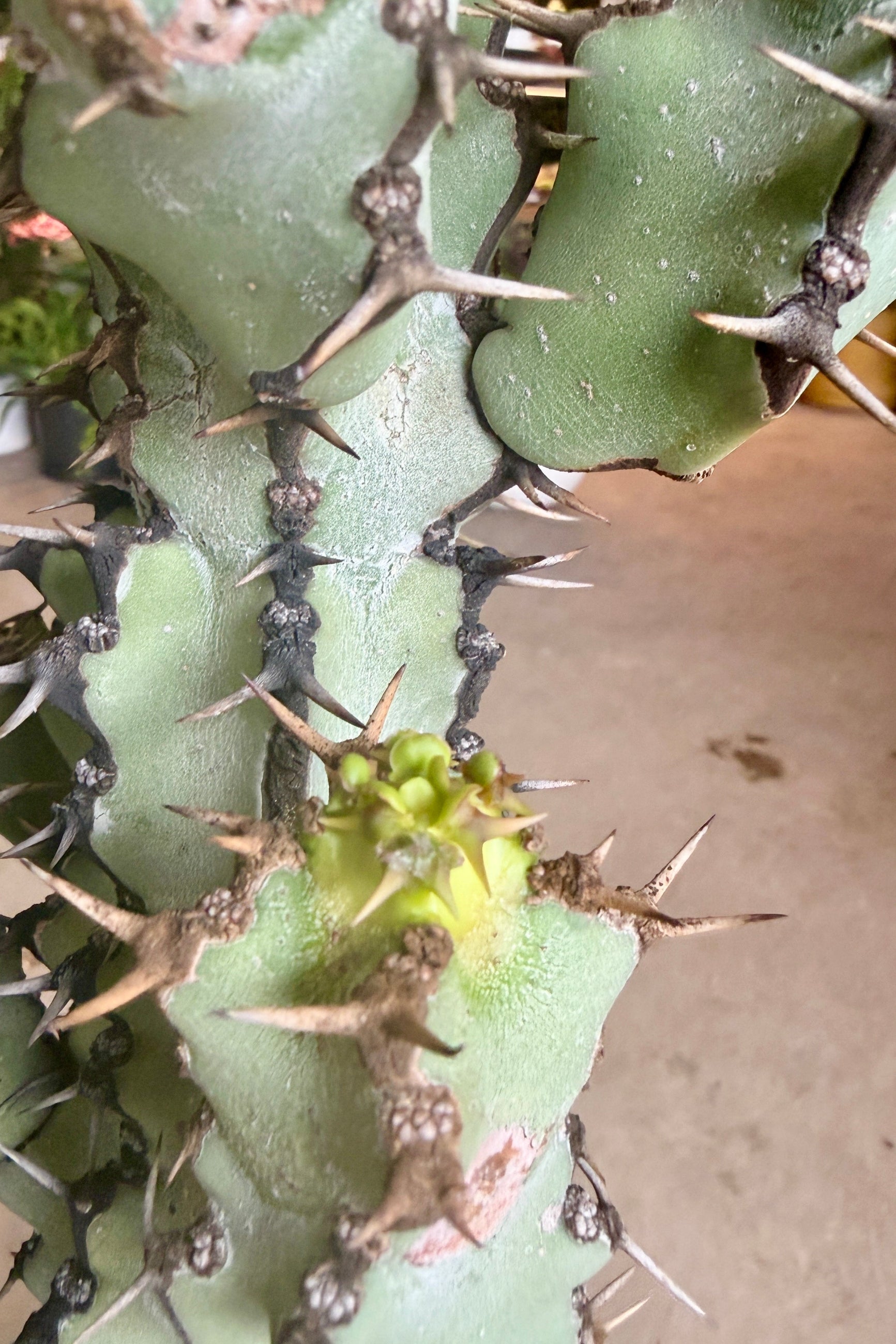 Close-up of a Euphorbia virosa plant with green pads and sharp spines. ©Sprout Home